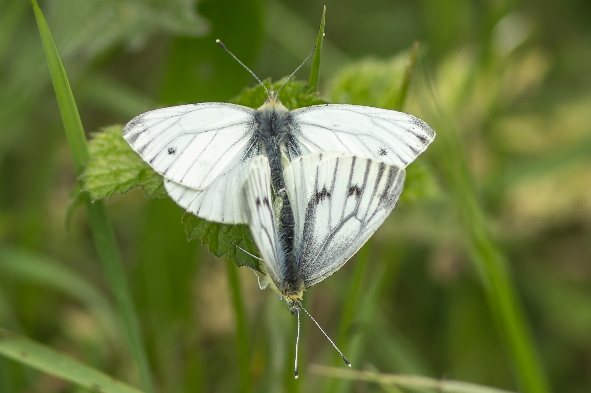 Canon EF 300mm F4L IS USM sample photo. Cabbage whites photography