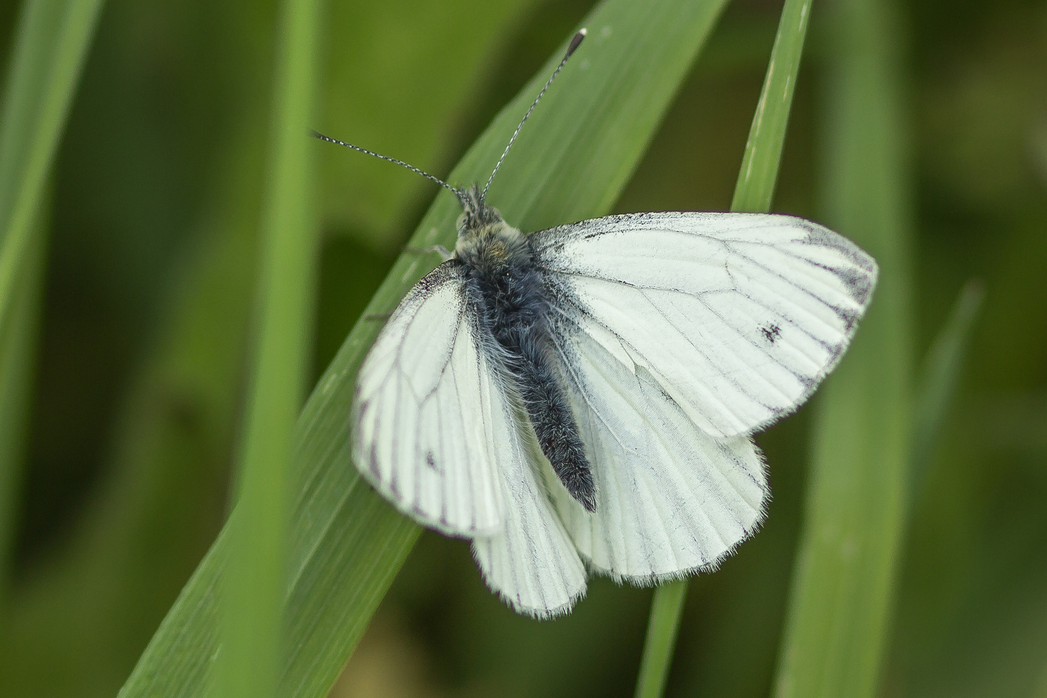 Canon EF 300mm F4L IS USM sample photo. Cabbage white photography