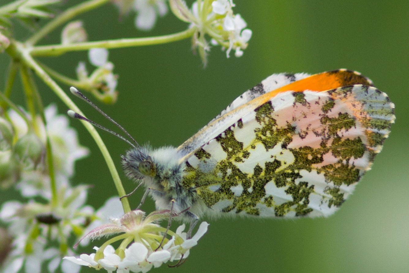 Canon EF 300mm F4L IS USM sample photo. Orange tip photography