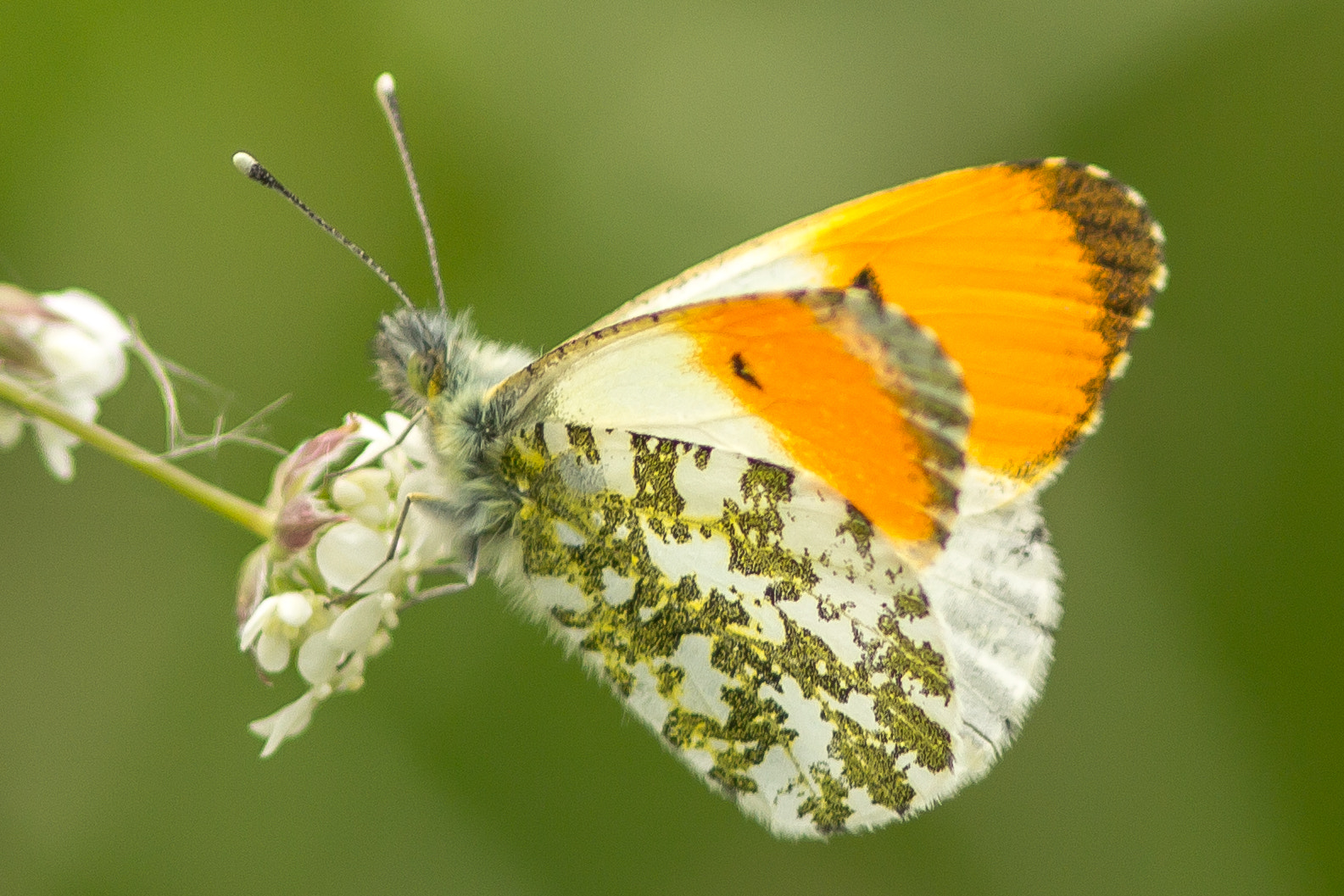 Canon EF 300mm F4L IS USM sample photo. Orange tip photography