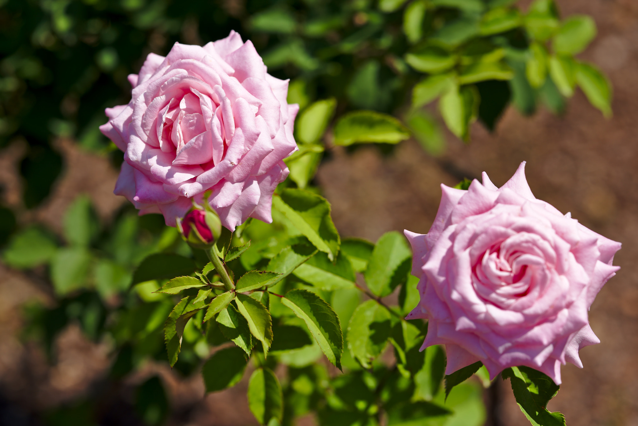 Nikon D810 sample photo. "belinda's dream" - a hybrid tea rose photography