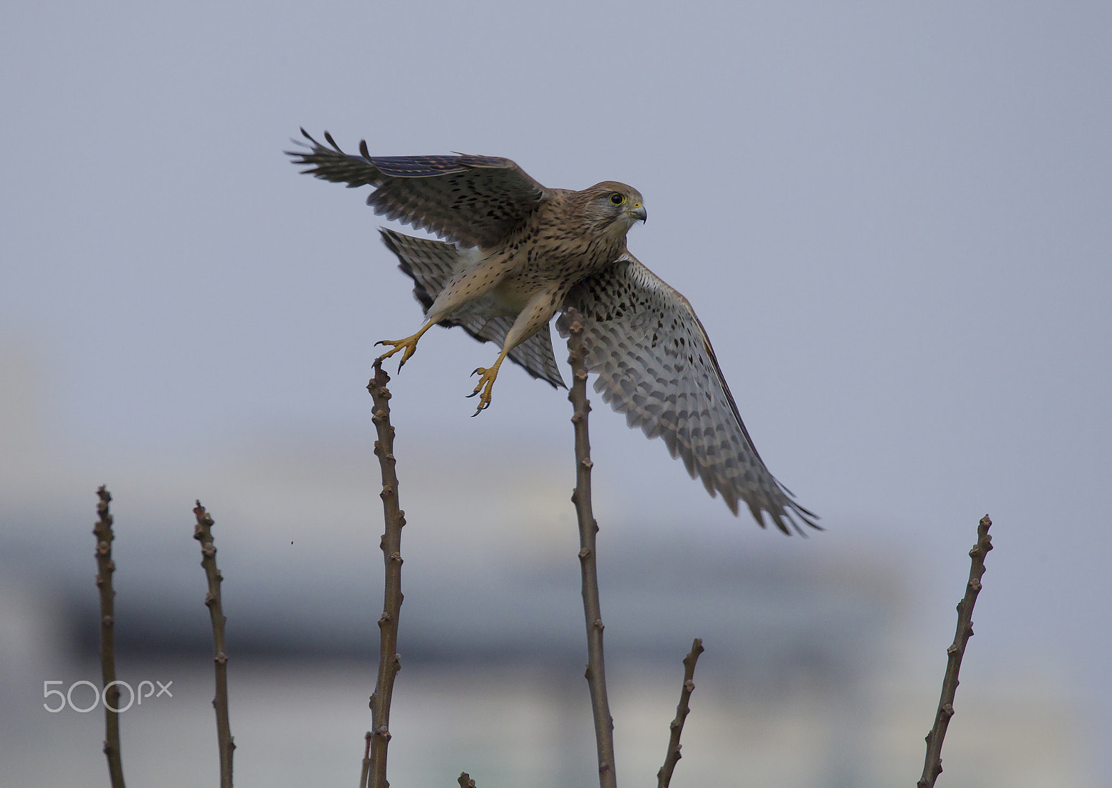 Sigma 150-600mm F5-6.3 DG OS HSM | C sample photo. 3_788.jpg photography