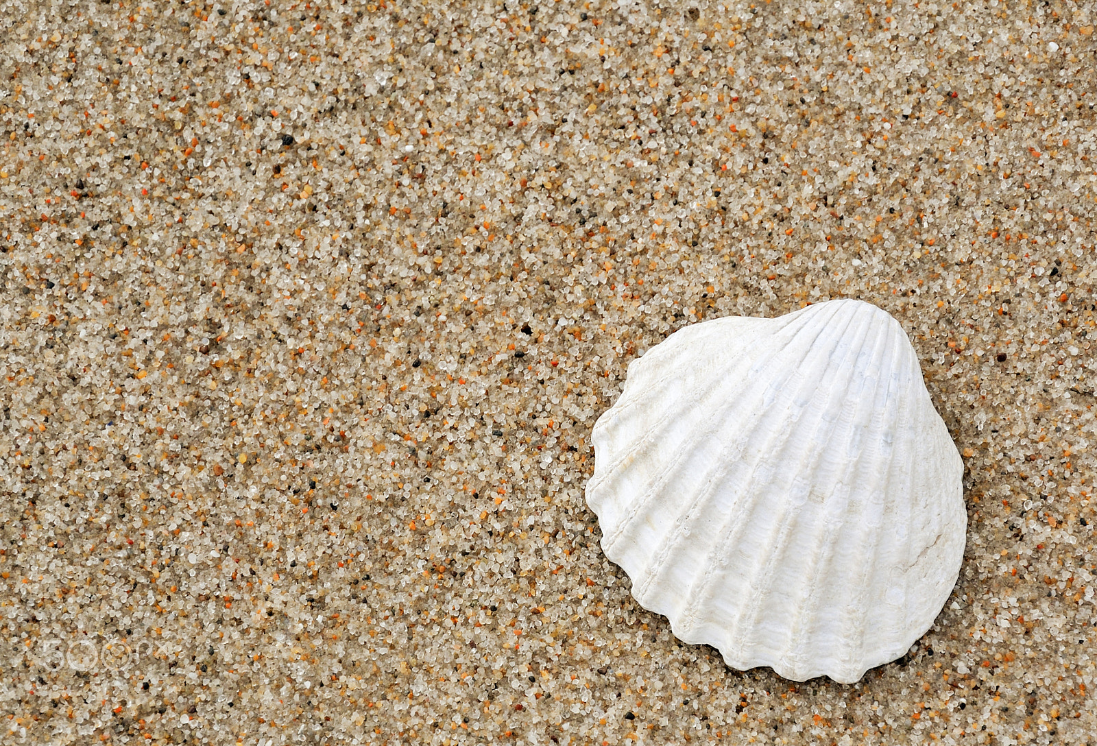 Nikon 1 Nikkor VR 30-110mm F3.8-5.6 sample photo. Shell on the beach photography