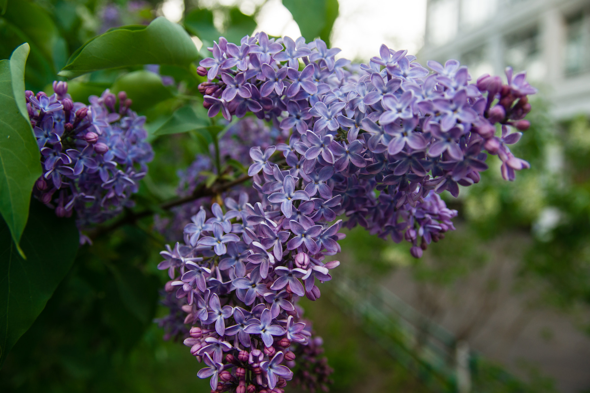 Sigma ZOOM-alpha 35-135mm F3.5-4.5 sample photo. Сирень photography