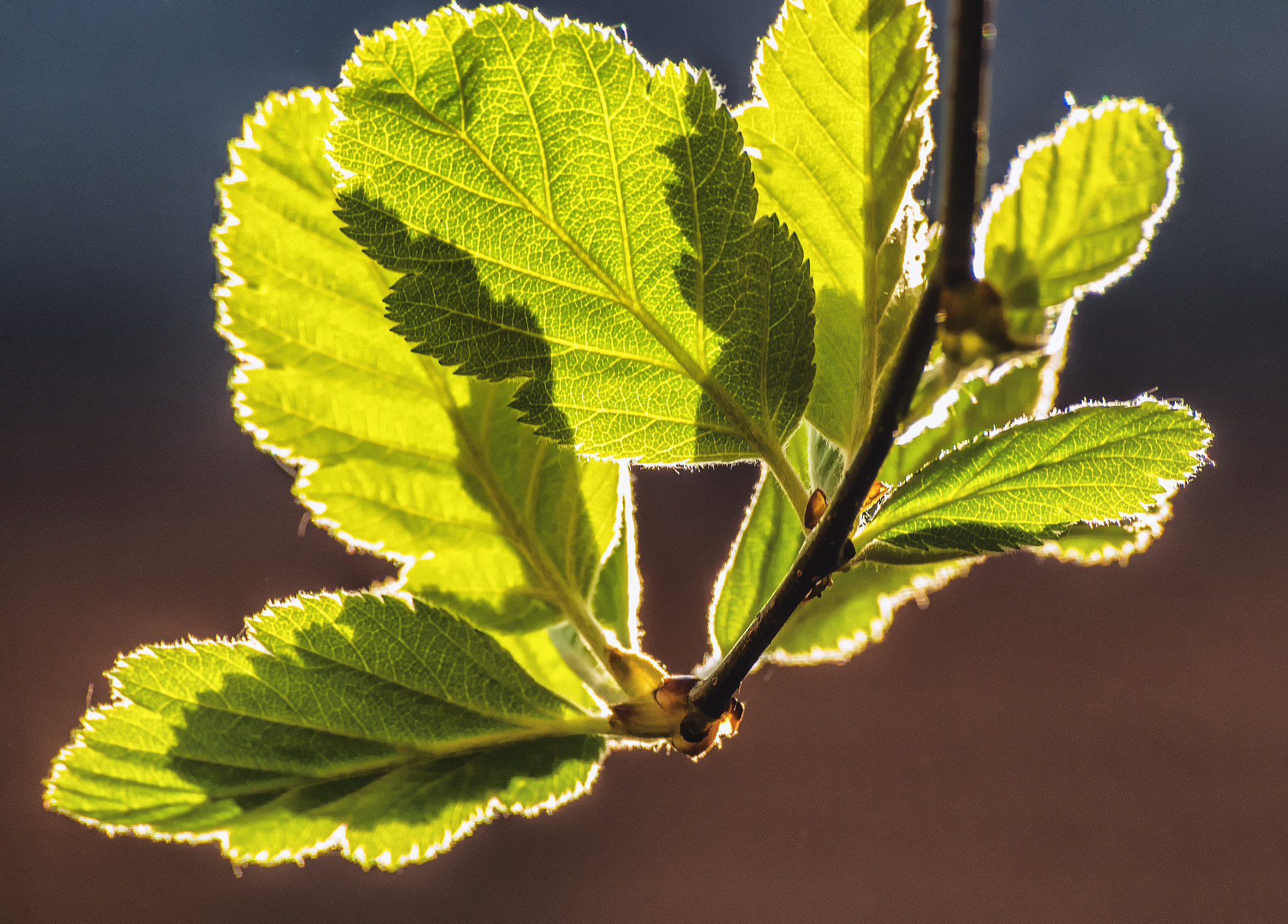 Pentax K-S1 + Sigma sample photo. Backlit leaves  photography