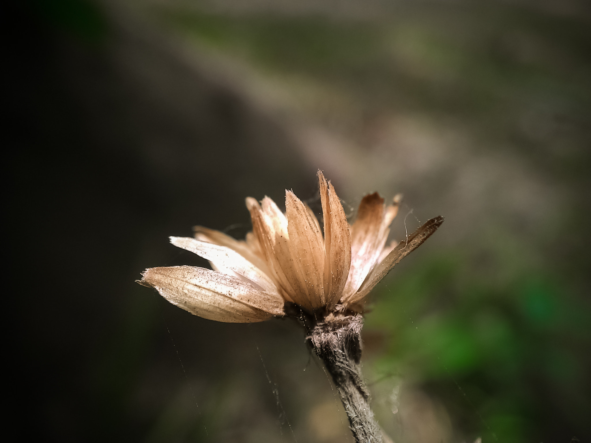 ASUS T00F sample photo. The remaining color.. photography