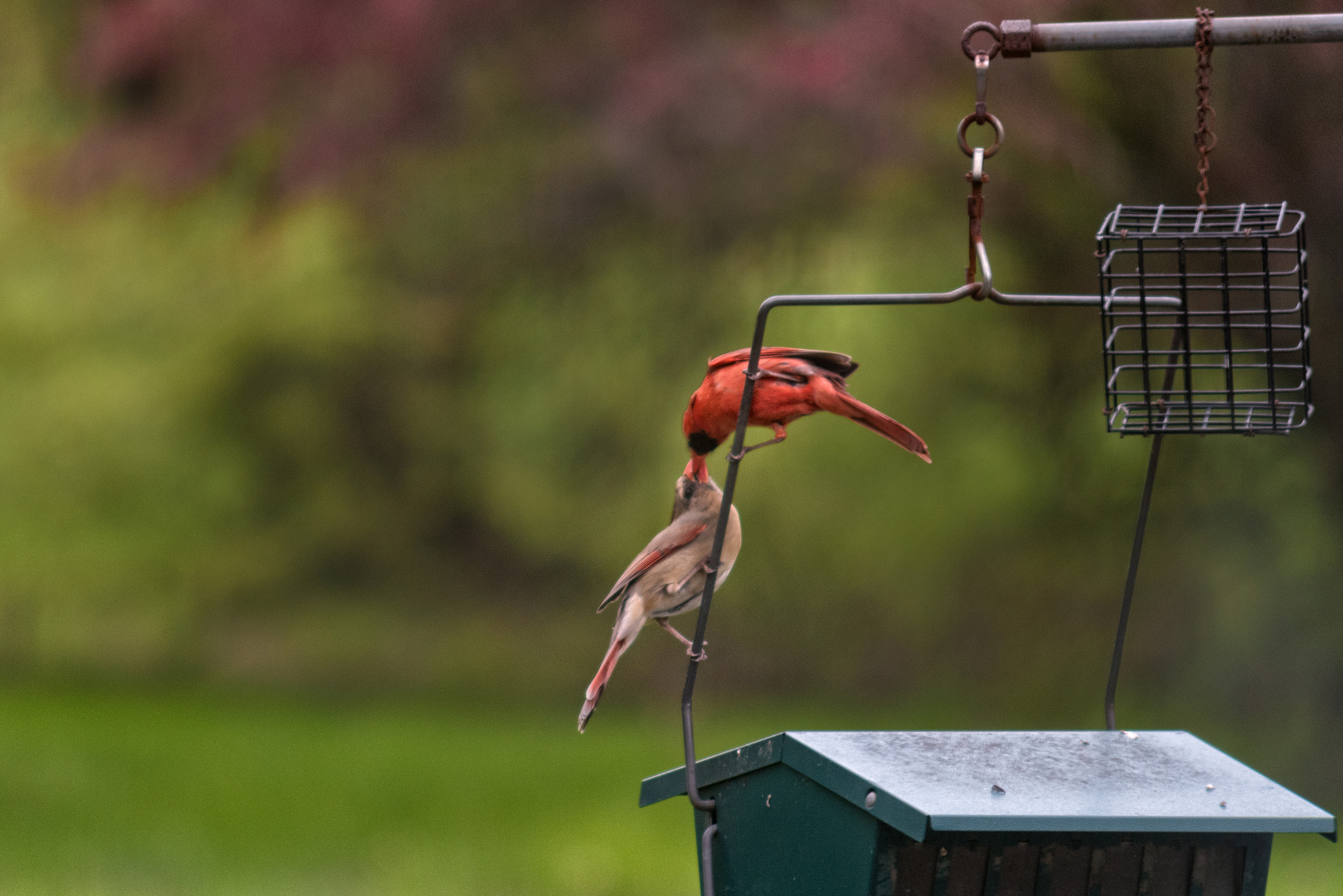 Nikon D750 + AF Zoom-Nikkor 75-300mm f/4.5-5.6 sample photo. Cardinal love photography