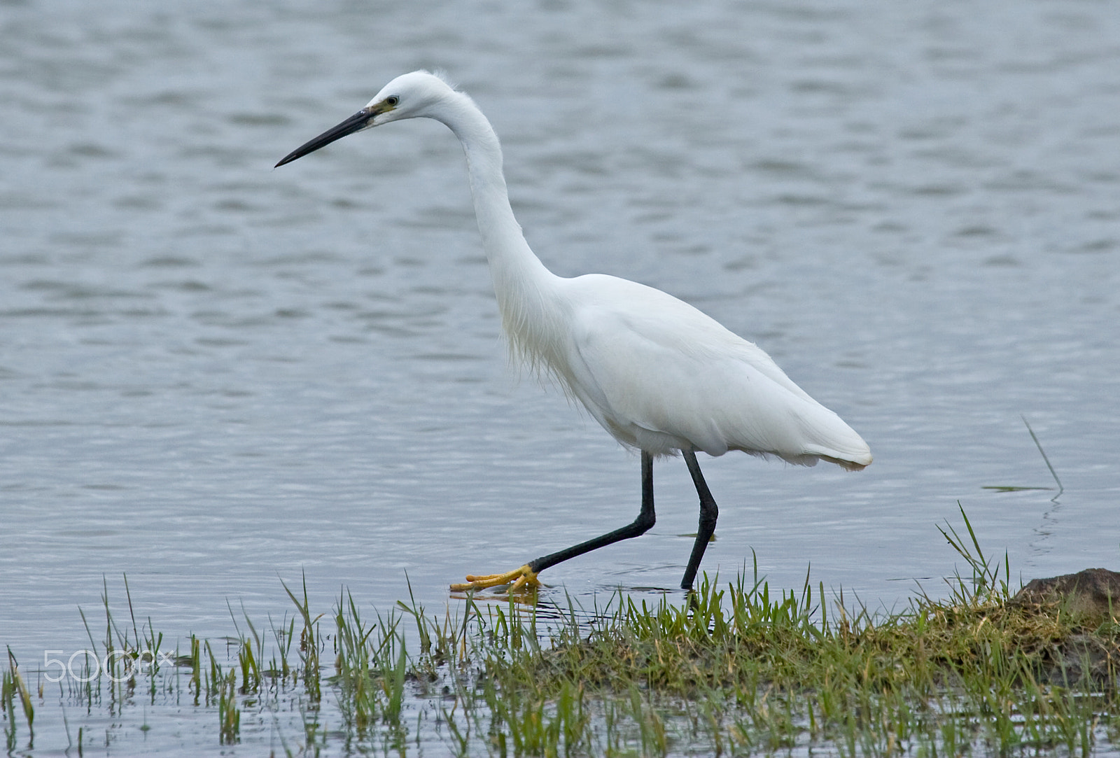 Canon EF 100-400mm F4.5-5.6L IS USM sample photo. Stalking. photography