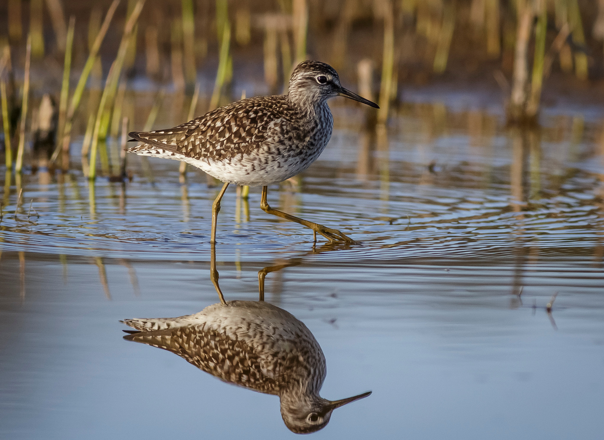 Canon EOS 6D + Canon EF 400mm F5.6L USM sample photo. Refllections in the evening photography