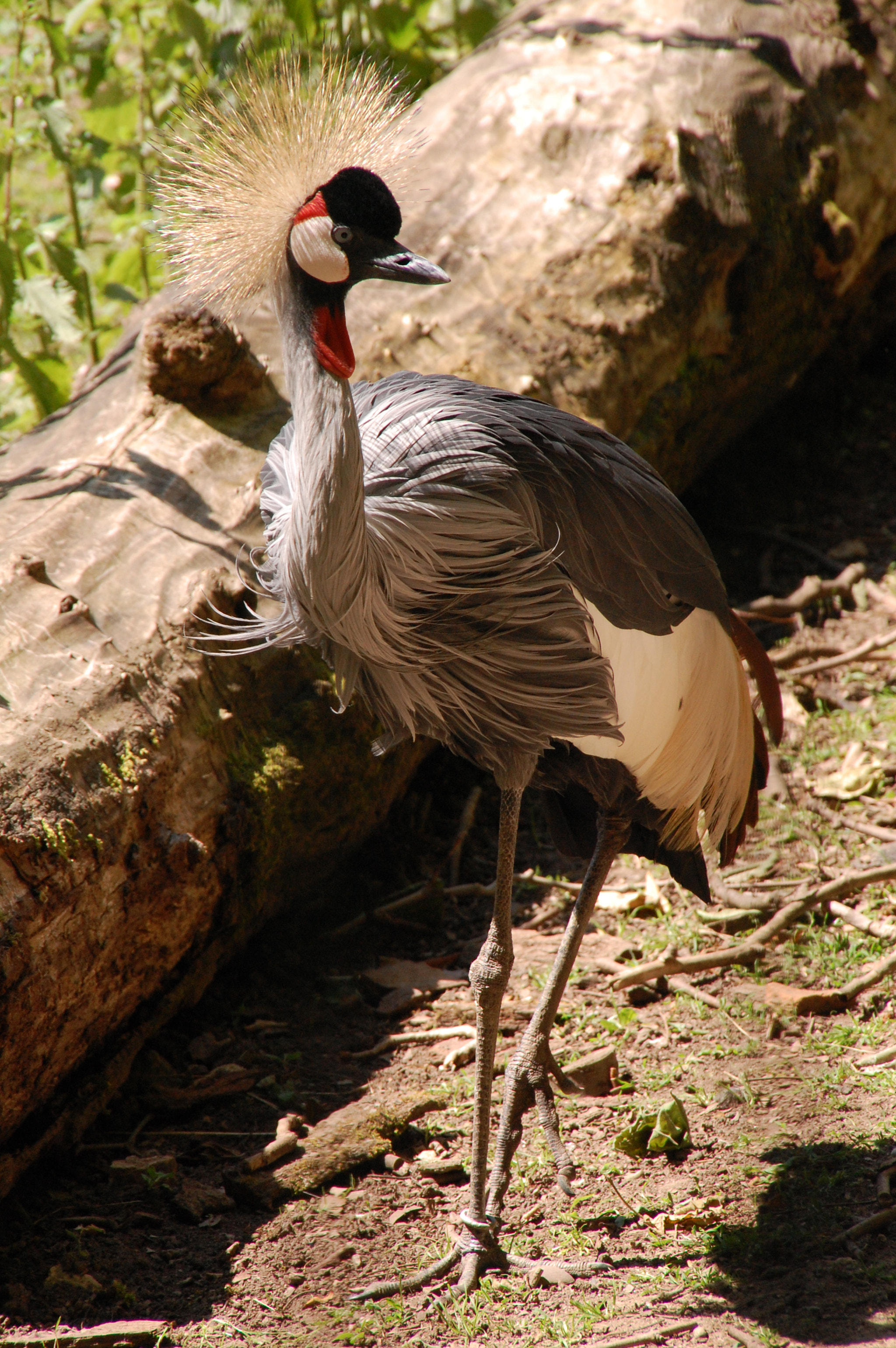 Nikon D40 + Sigma 18-200mm F3.5-6.3 DC sample photo. Crane photography