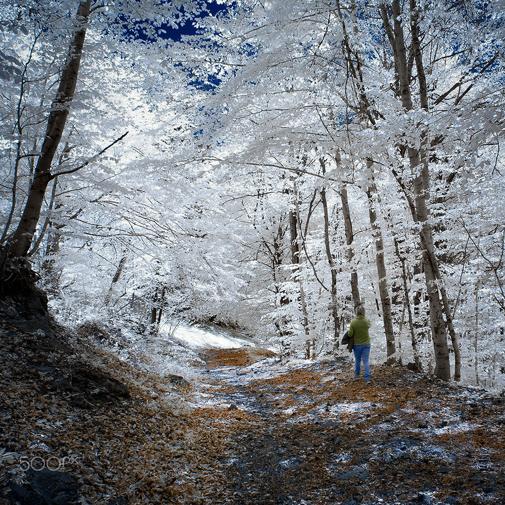 Nikon D70s sample photo. Walk in the woods photography