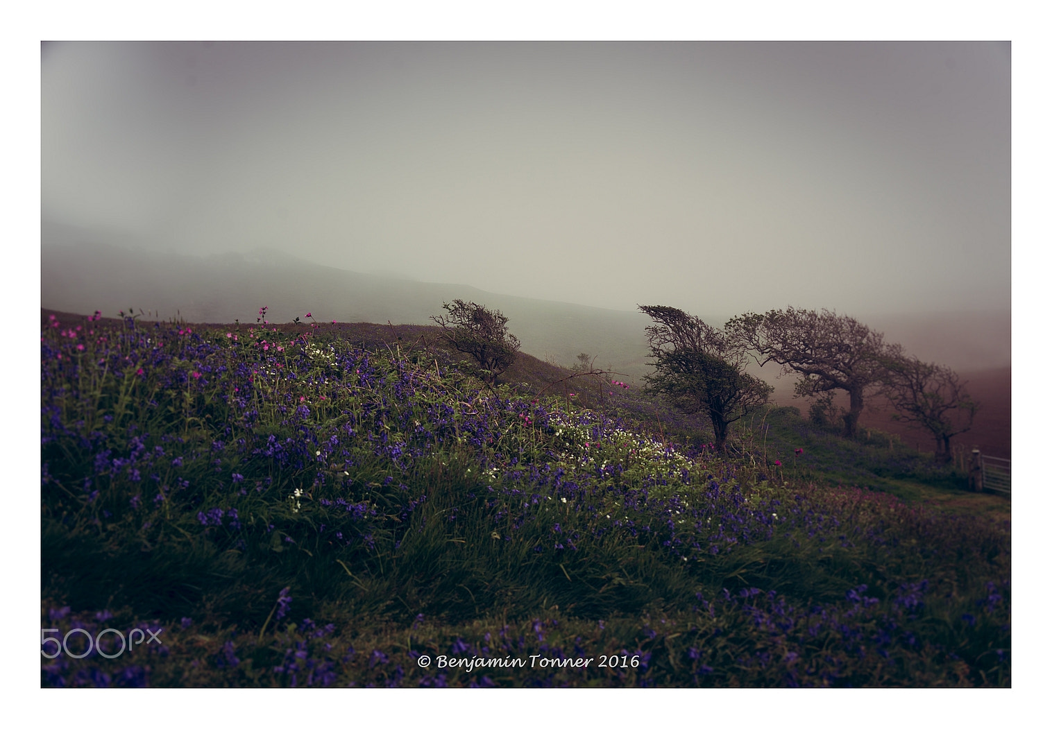 Nikon D600 sample photo. Haar photography
