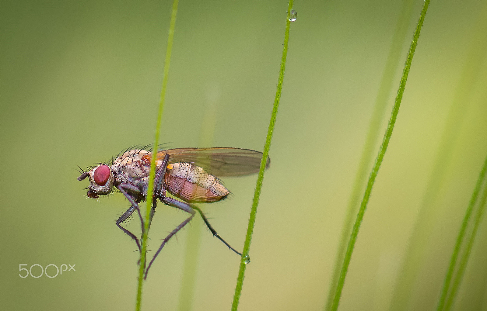 Canon EF 100mm F2.8 Macro USM sample photo. Editar photography