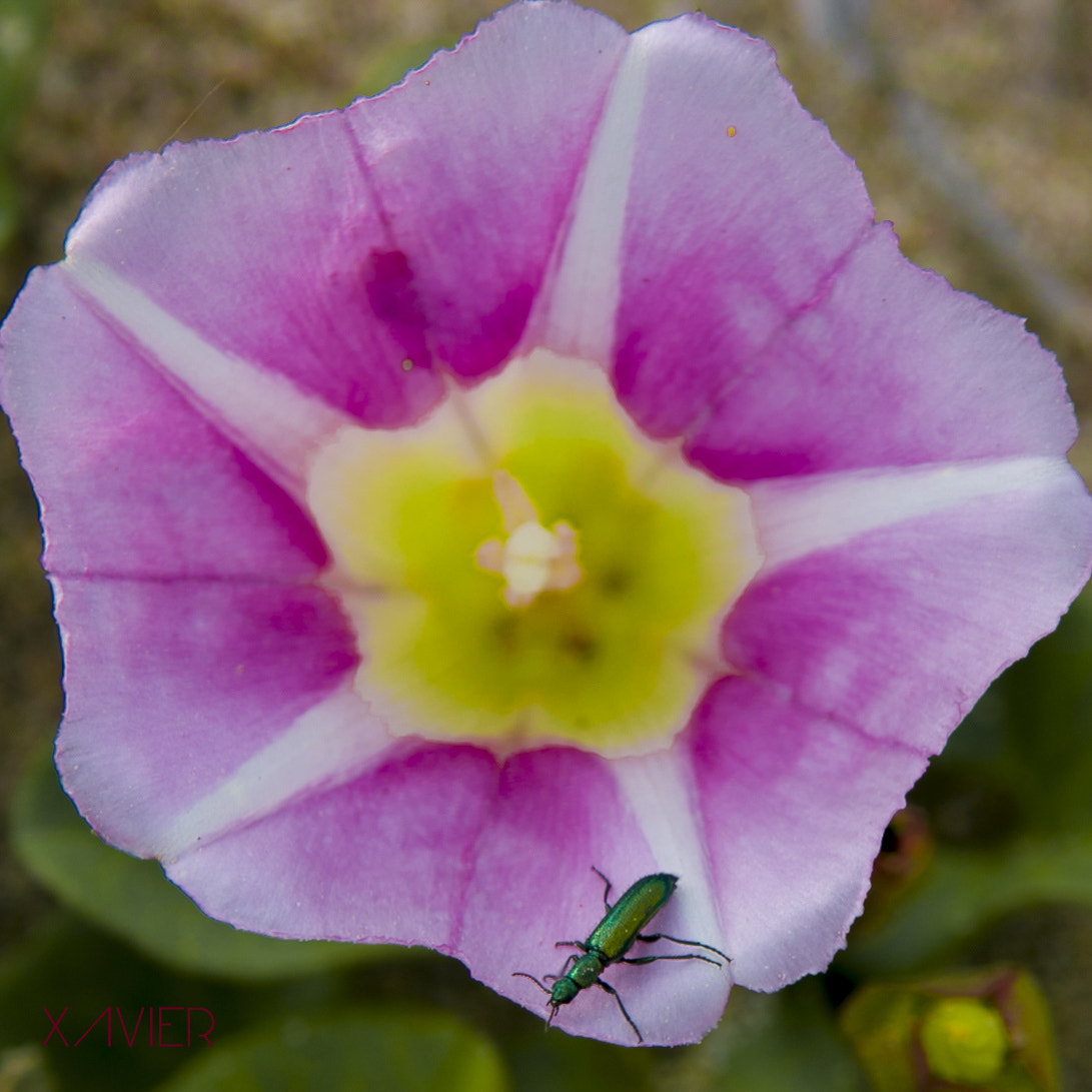 Tamron SP AF 70-200mm F2.8 Di LD (IF) MACRO sample photo. Inset in a flower photography