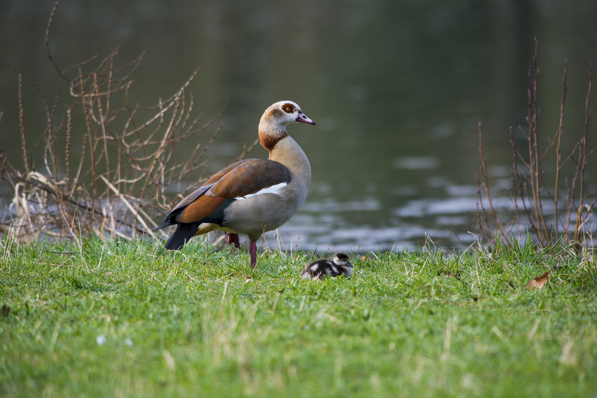 Nikon AF-S Nikkor 300mm F2.8G ED VR II sample photo. Vögel im park photography