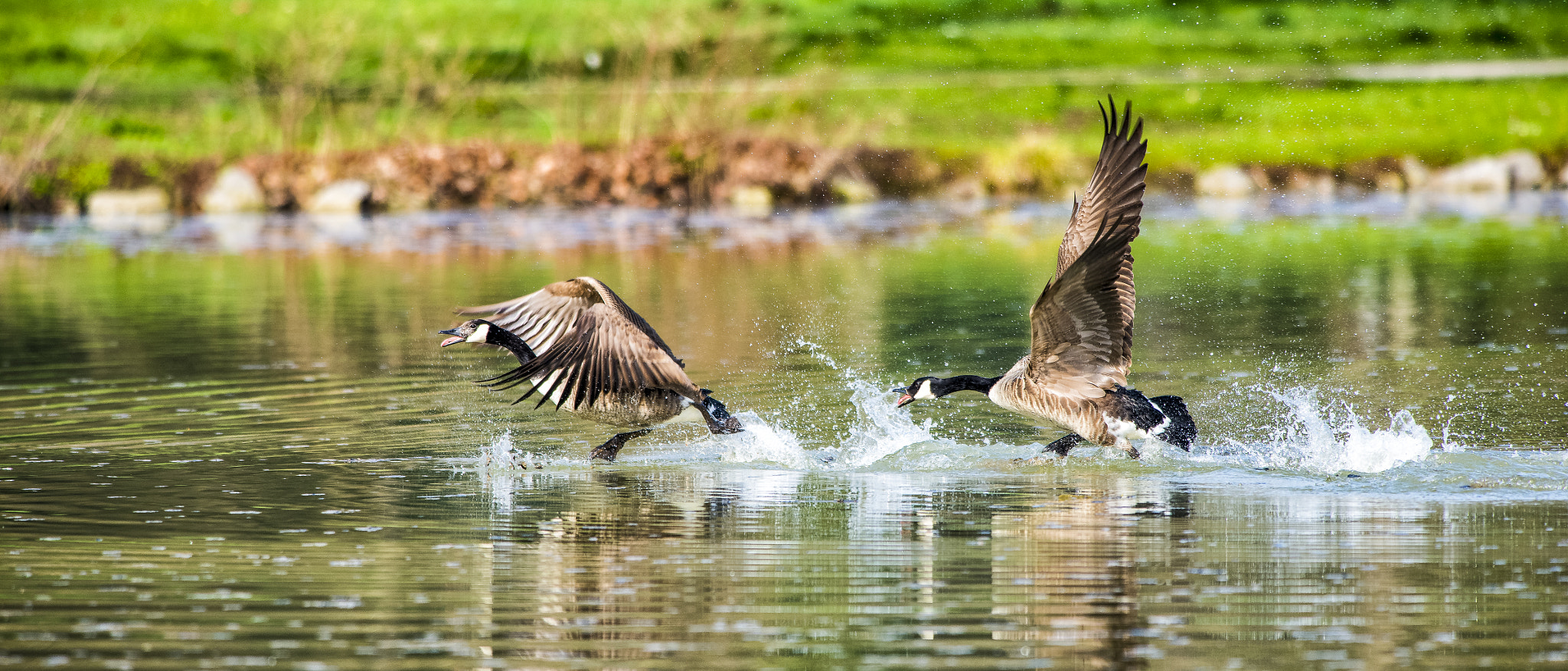 Nikon AF-S Nikkor 300mm F2.8G ED VR II sample photo. Vögel im park photography