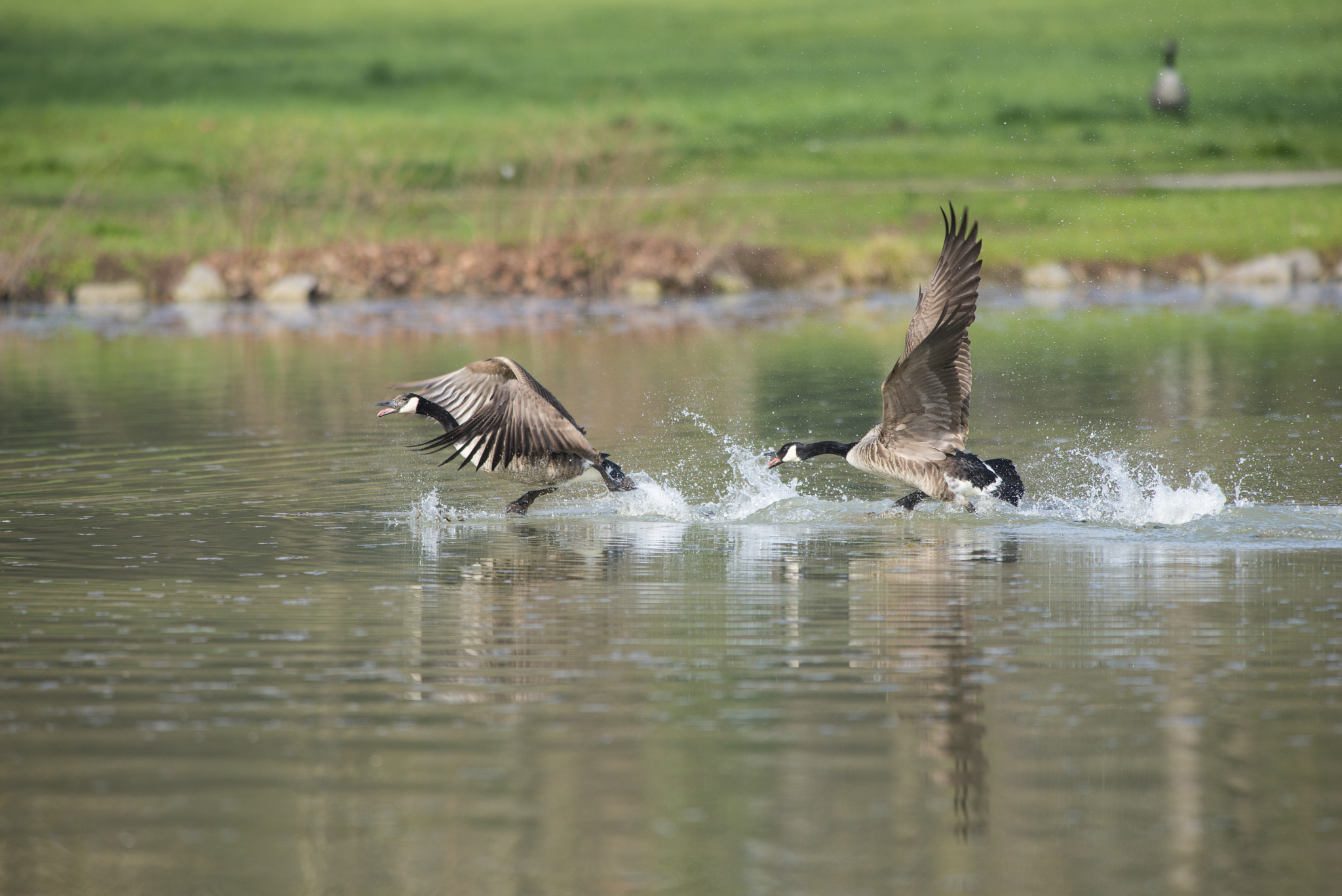 Nikon AF-S Nikkor 300mm F2.8G ED VR II sample photo. Vögel im park photography