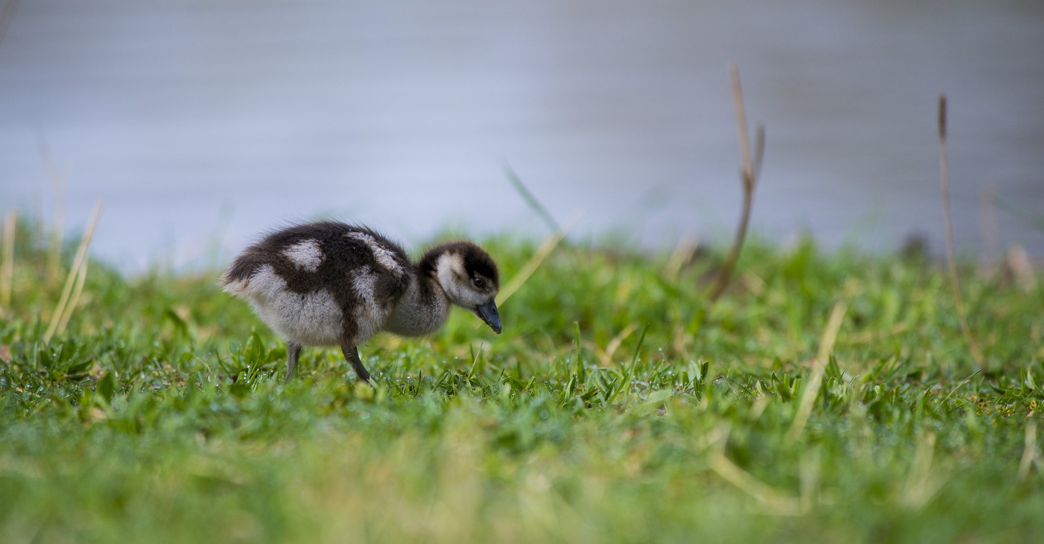 Nikon AF-S Nikkor 300mm F2.8G ED VR II sample photo. Vögel im park photography