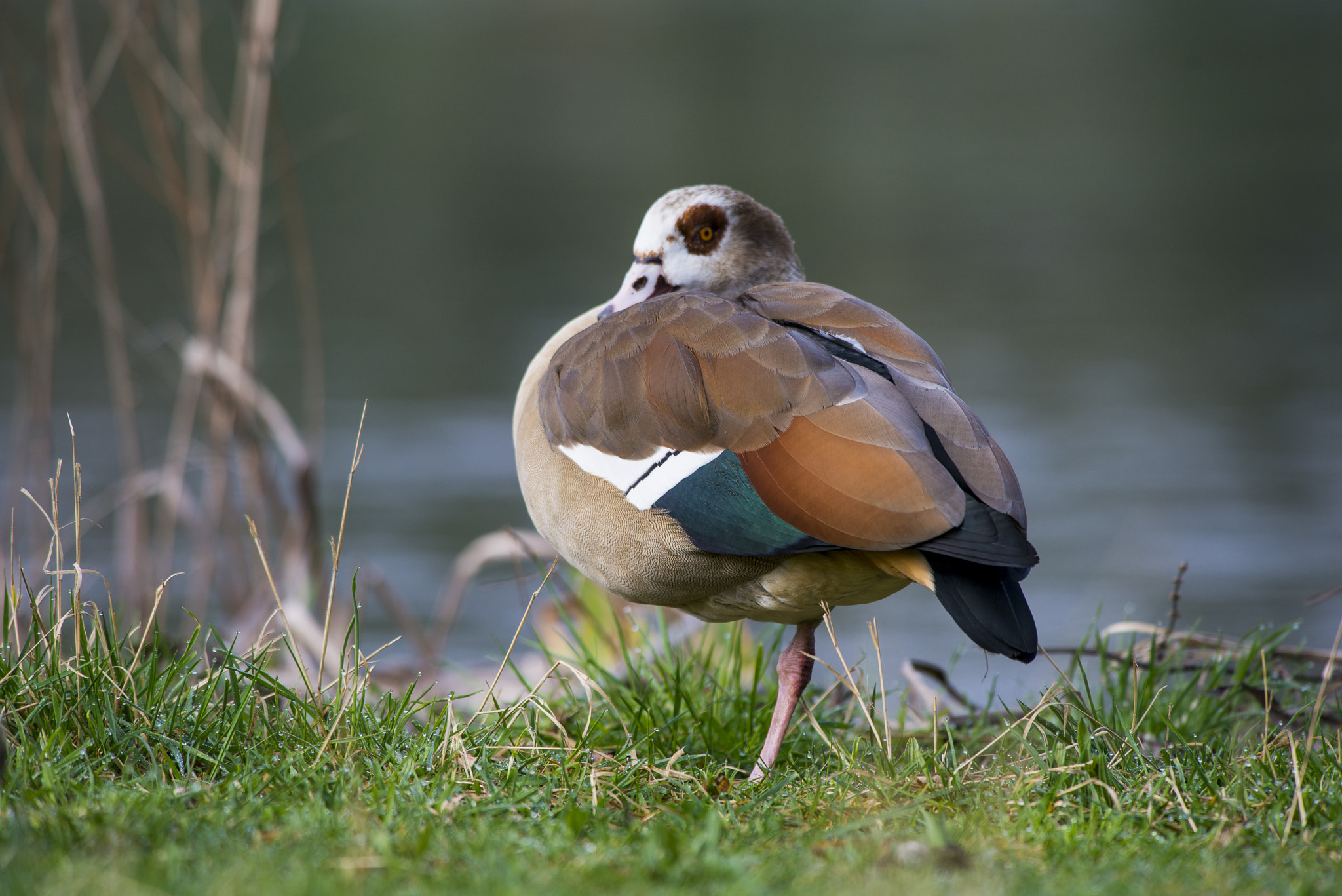 Nikon AF-S Nikkor 300mm F2.8G ED VR II sample photo. Vögel im park photography
