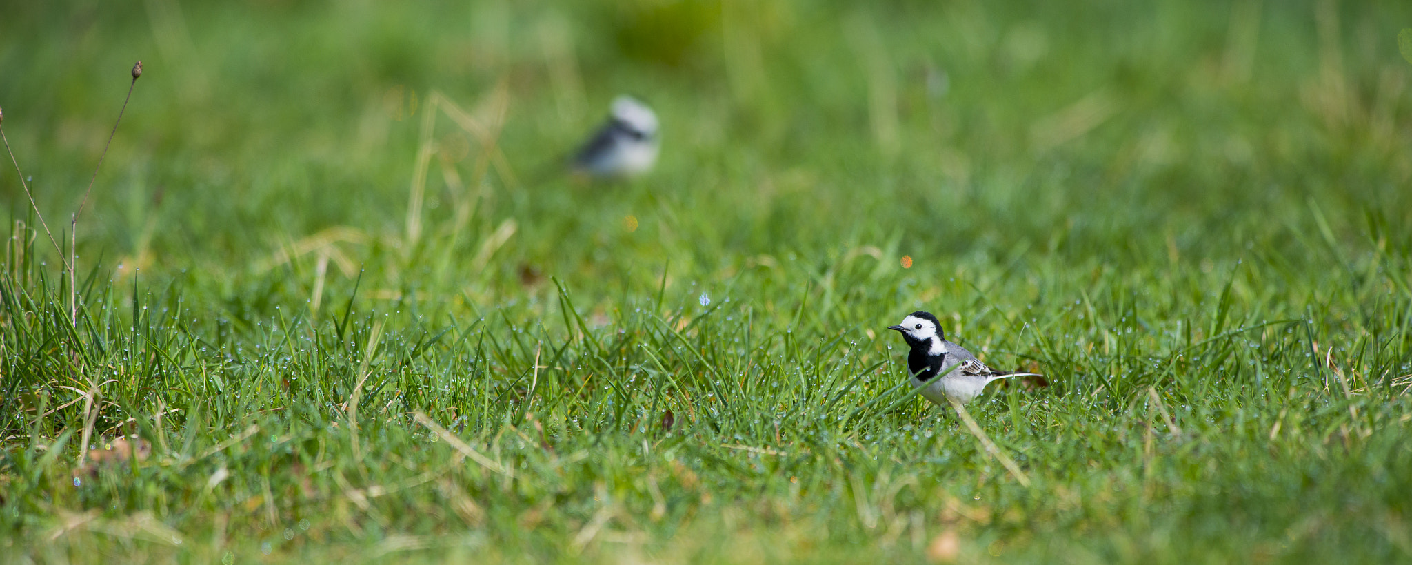 Nikon AF-S Nikkor 300mm F2.8G ED VR II sample photo. Vögel im park photography