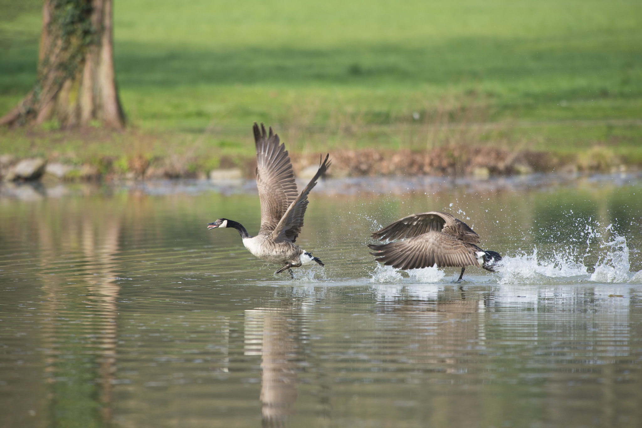 Nikon AF-S Nikkor 300mm F2.8G ED VR II sample photo. Vögel im park photography