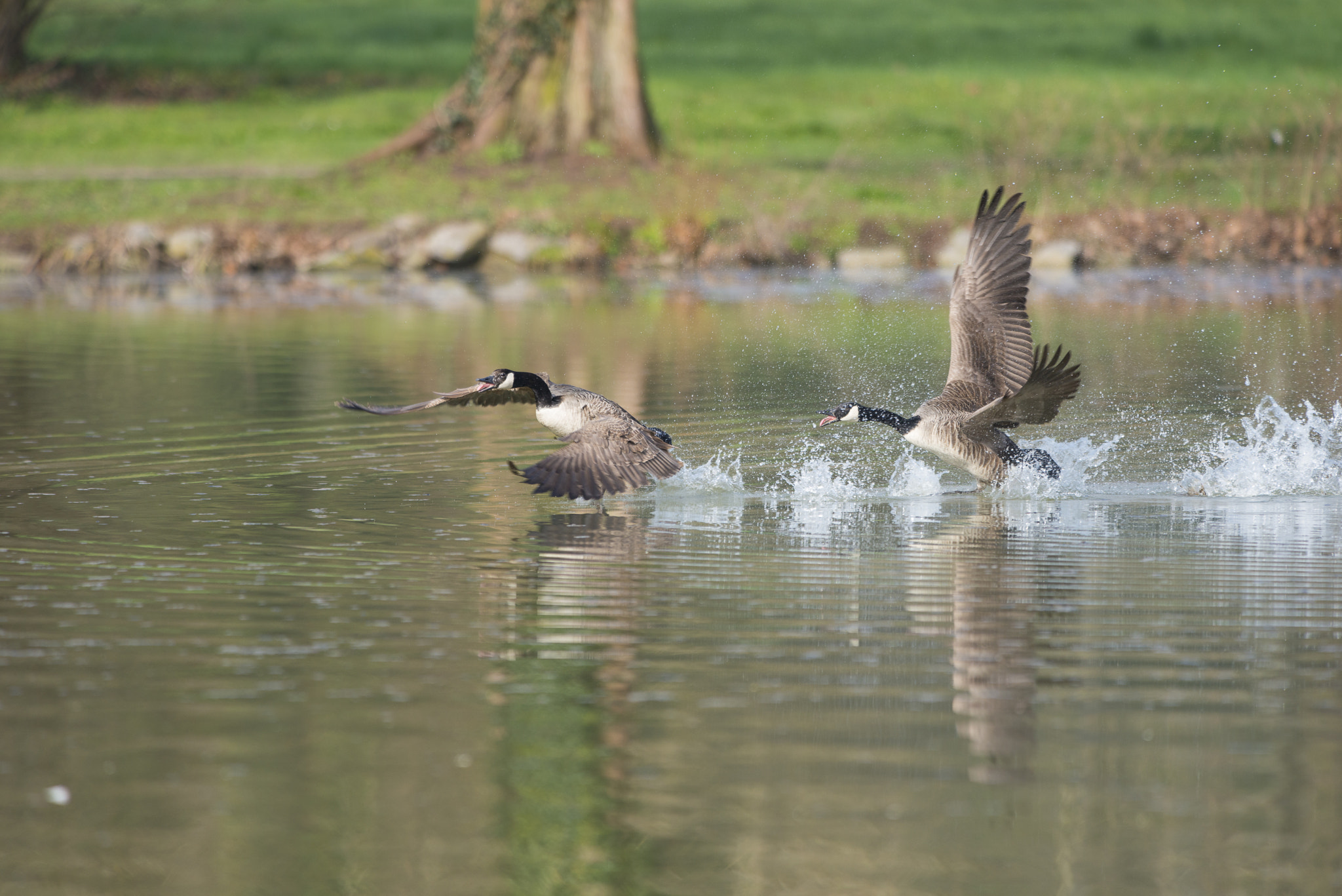 Nikon AF-S Nikkor 300mm F2.8G ED VR II sample photo. Vögel im park photography