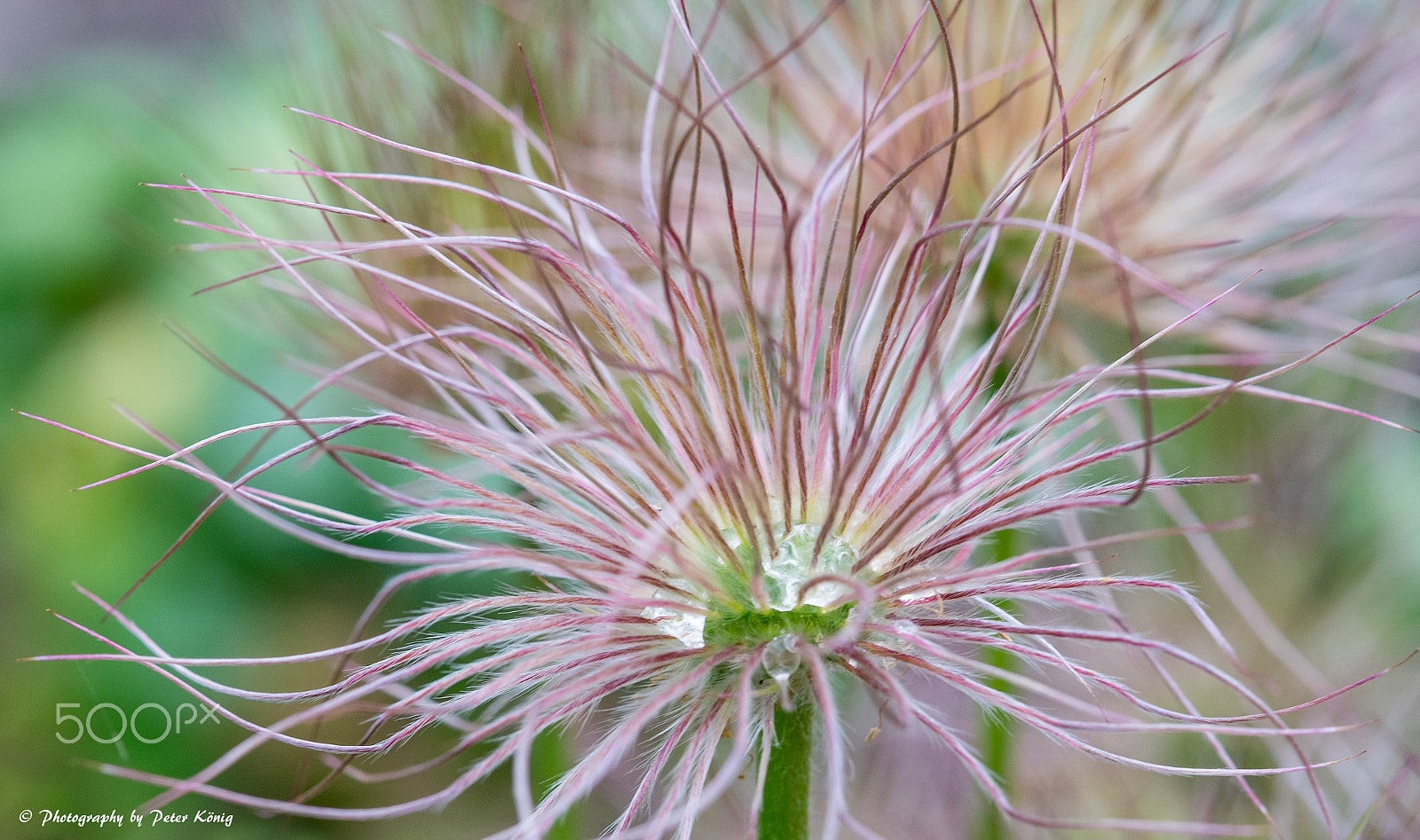 Fujifilm X-M1 + Fujifilm XF 60mm F2.4 R Macro sample photo. Beauty in nature photography