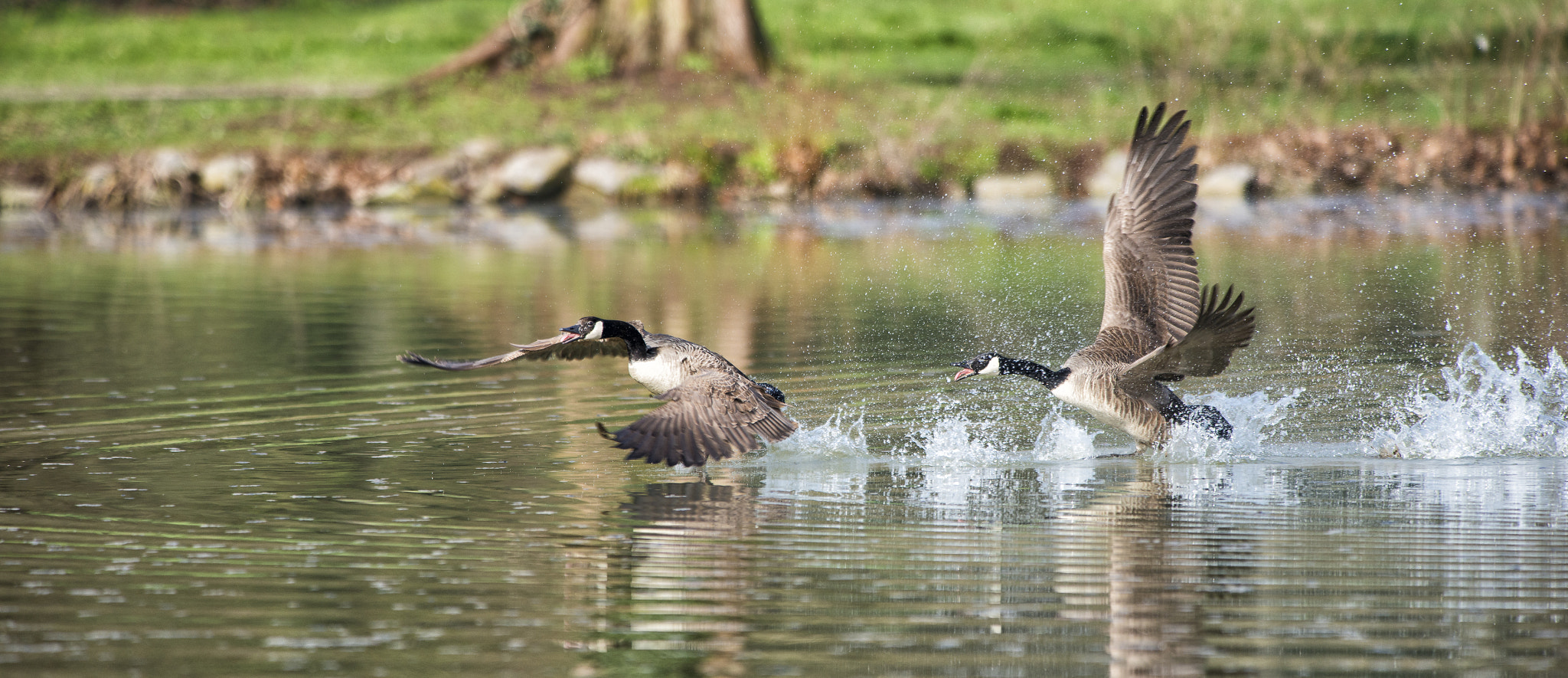 Nikon AF-S Nikkor 300mm F2.8G ED VR II sample photo. Vögel im park photography