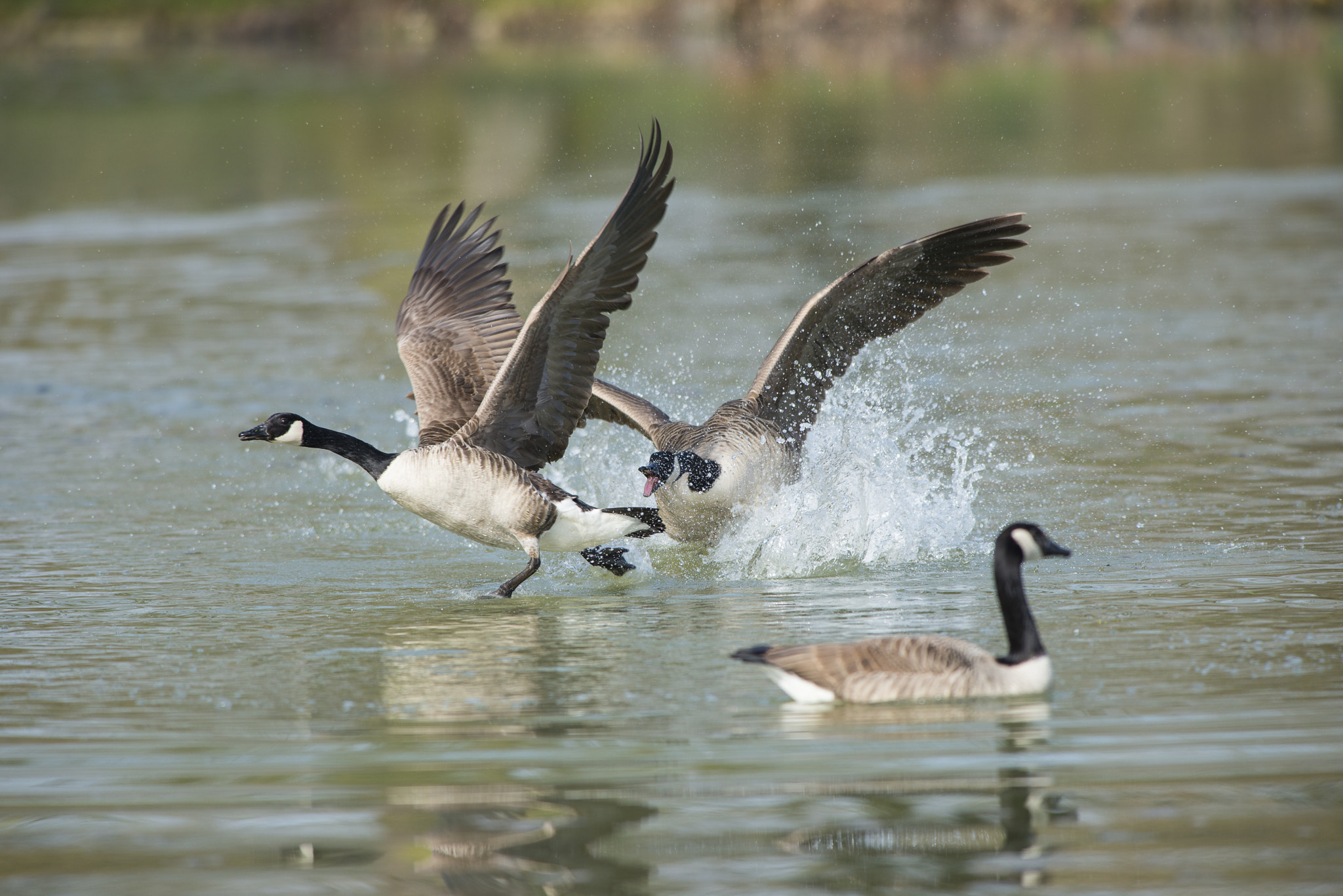 Nikon AF-S Nikkor 300mm F2.8G ED VR II sample photo. Vögel im park photography