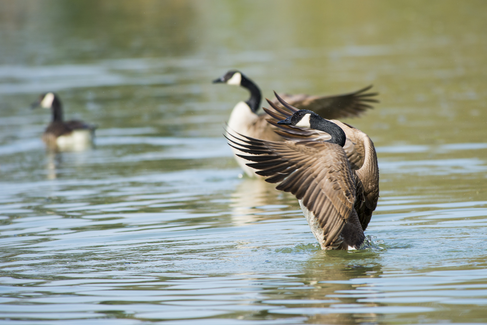 Nikon AF-S Nikkor 300mm F2.8G ED VR II sample photo. Vögel im park photography