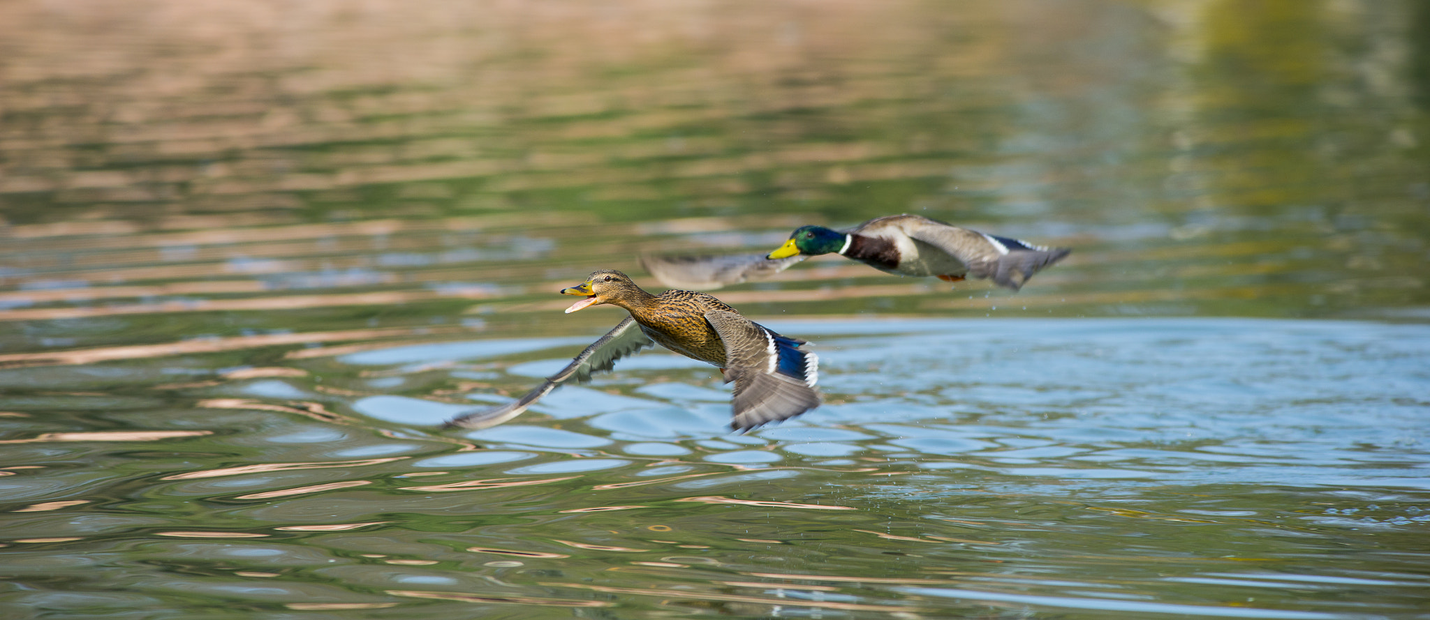 Nikon AF-S Nikkor 300mm F2.8G ED VR II sample photo. Vögel im park photography