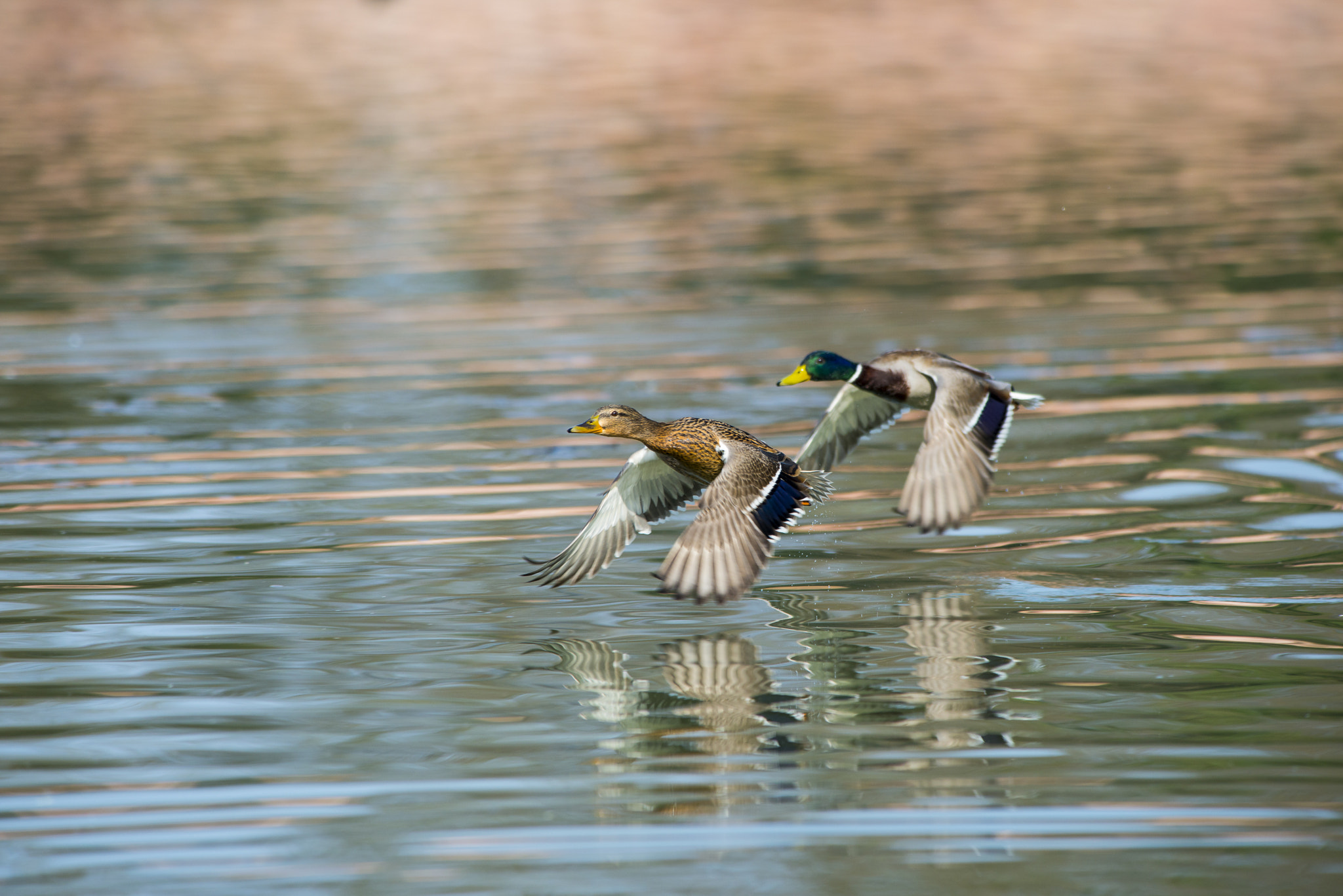 Nikon AF-S Nikkor 300mm F2.8G ED VR II sample photo. Vögel im park photography