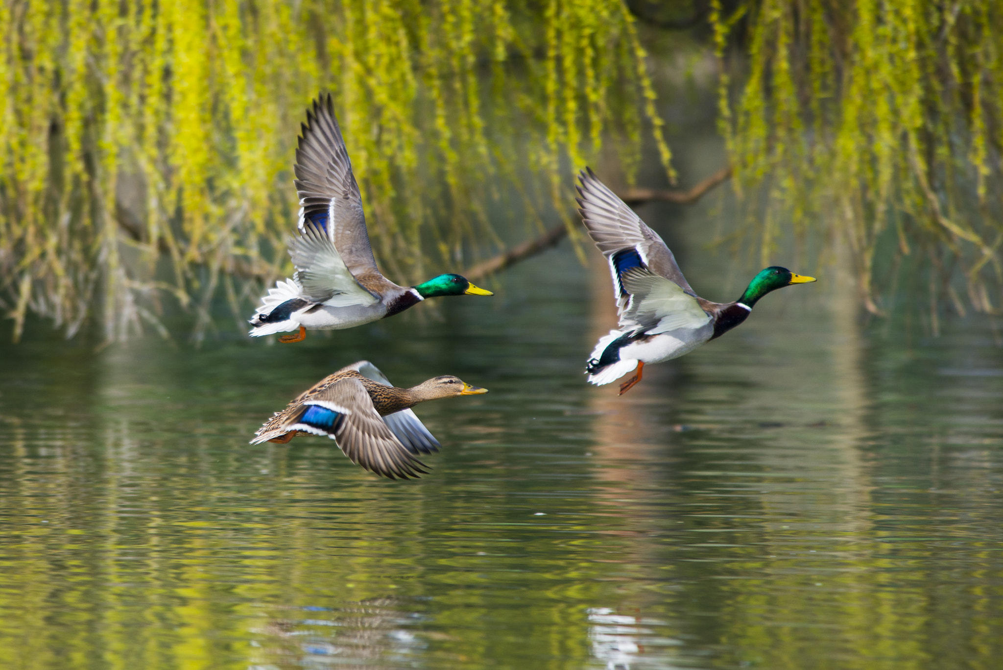 Nikon AF-S Nikkor 300mm F2.8G ED VR II sample photo. Vögel im park photography