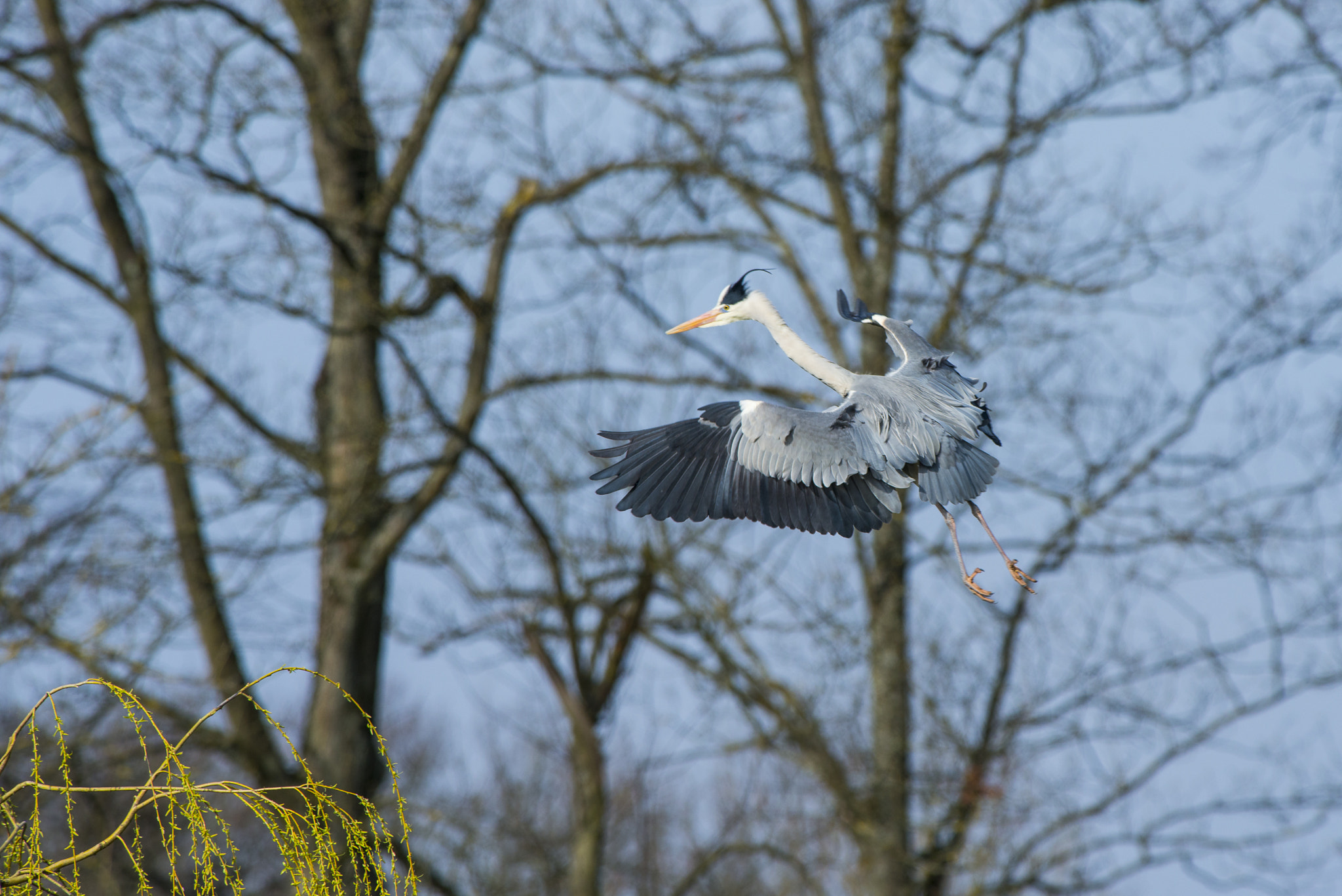 Nikon AF-S Nikkor 300mm F2.8G ED VR II sample photo. Vögel im park photography