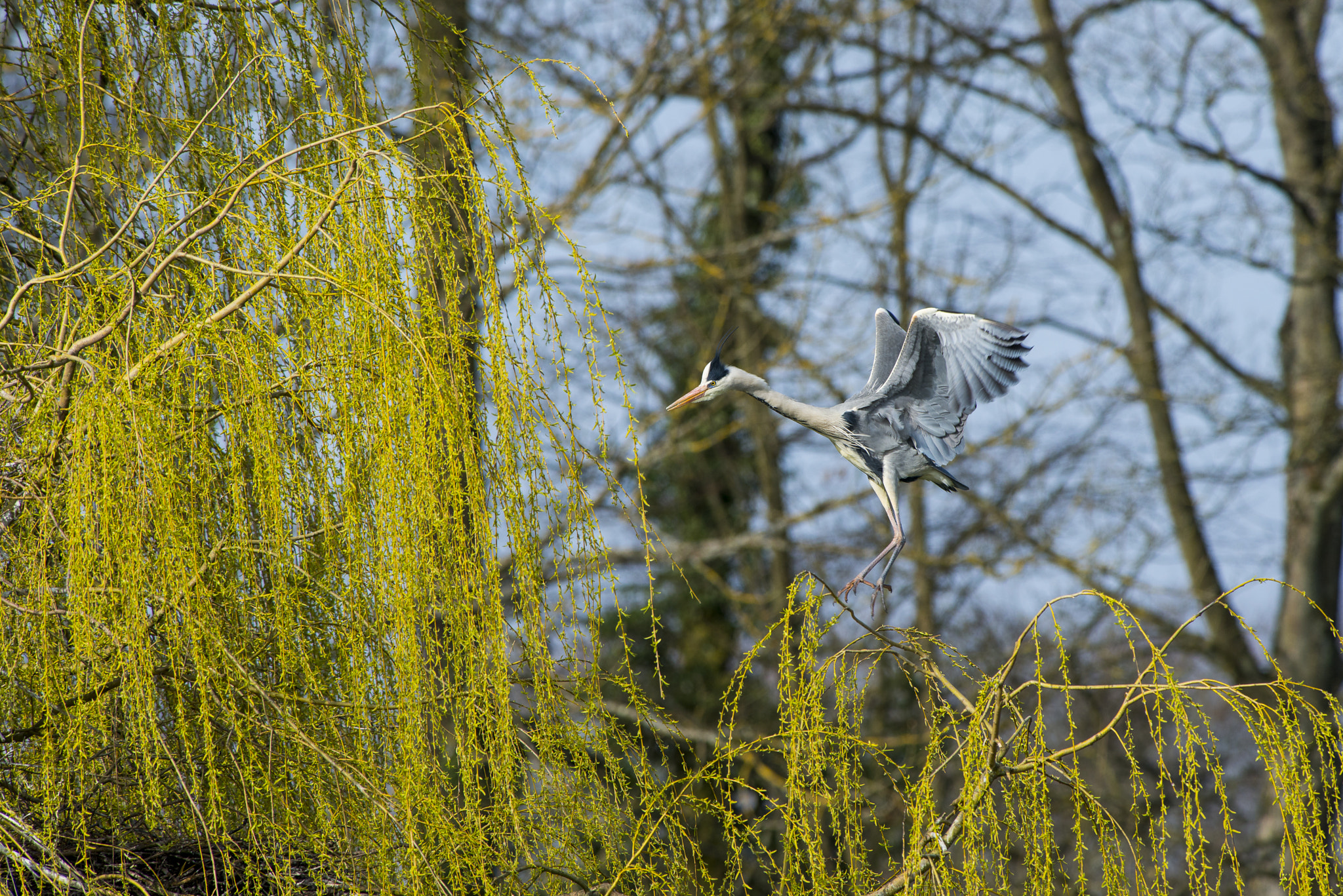 Nikon AF-S Nikkor 300mm F2.8G ED VR II sample photo. Vögel im park photography