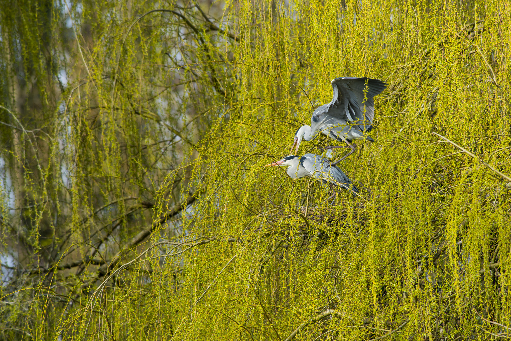 Nikon AF-S Nikkor 300mm F2.8G ED VR II sample photo. Vögel im park photography