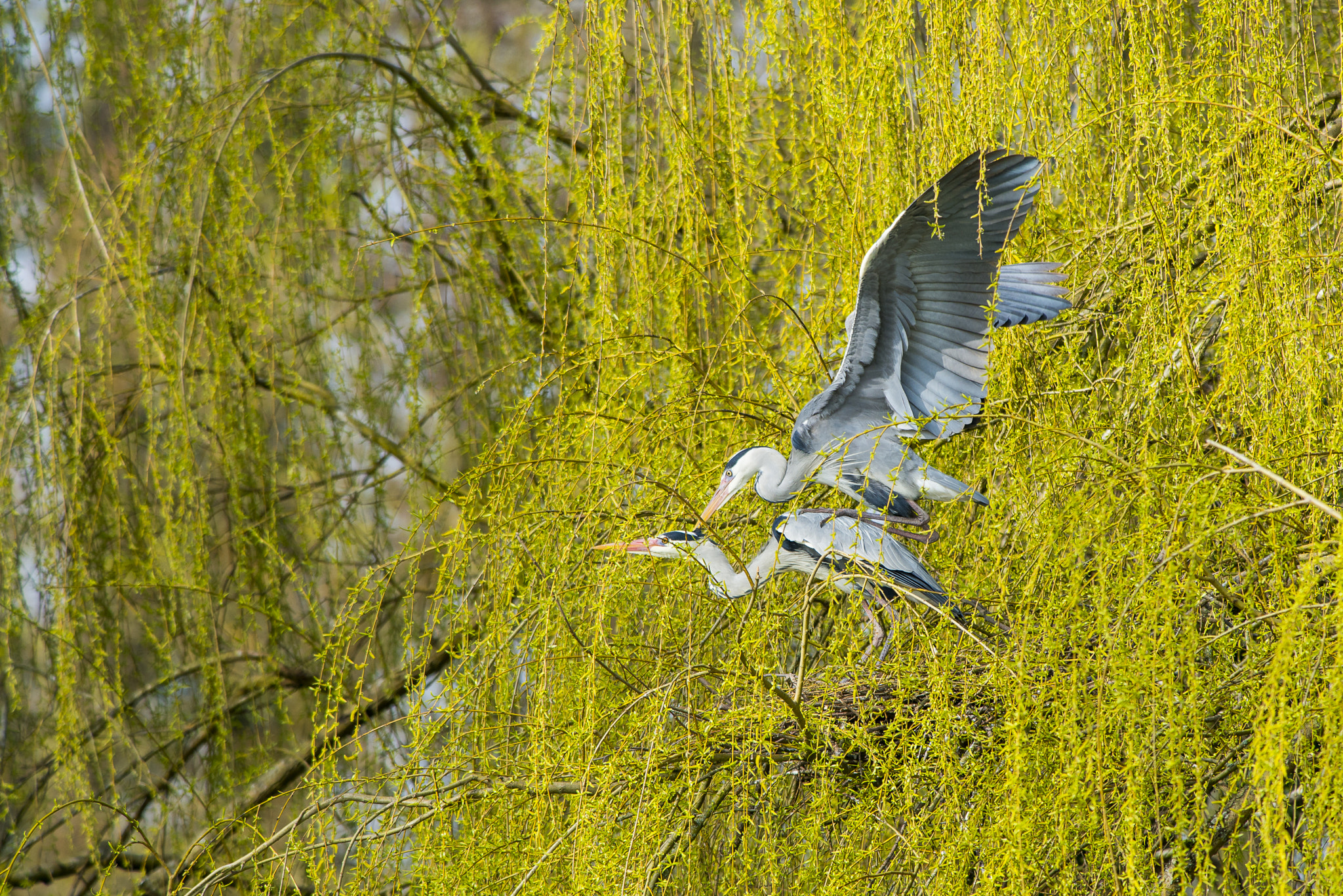 Nikon AF-S Nikkor 300mm F2.8G ED VR II sample photo. Vögel im park photography