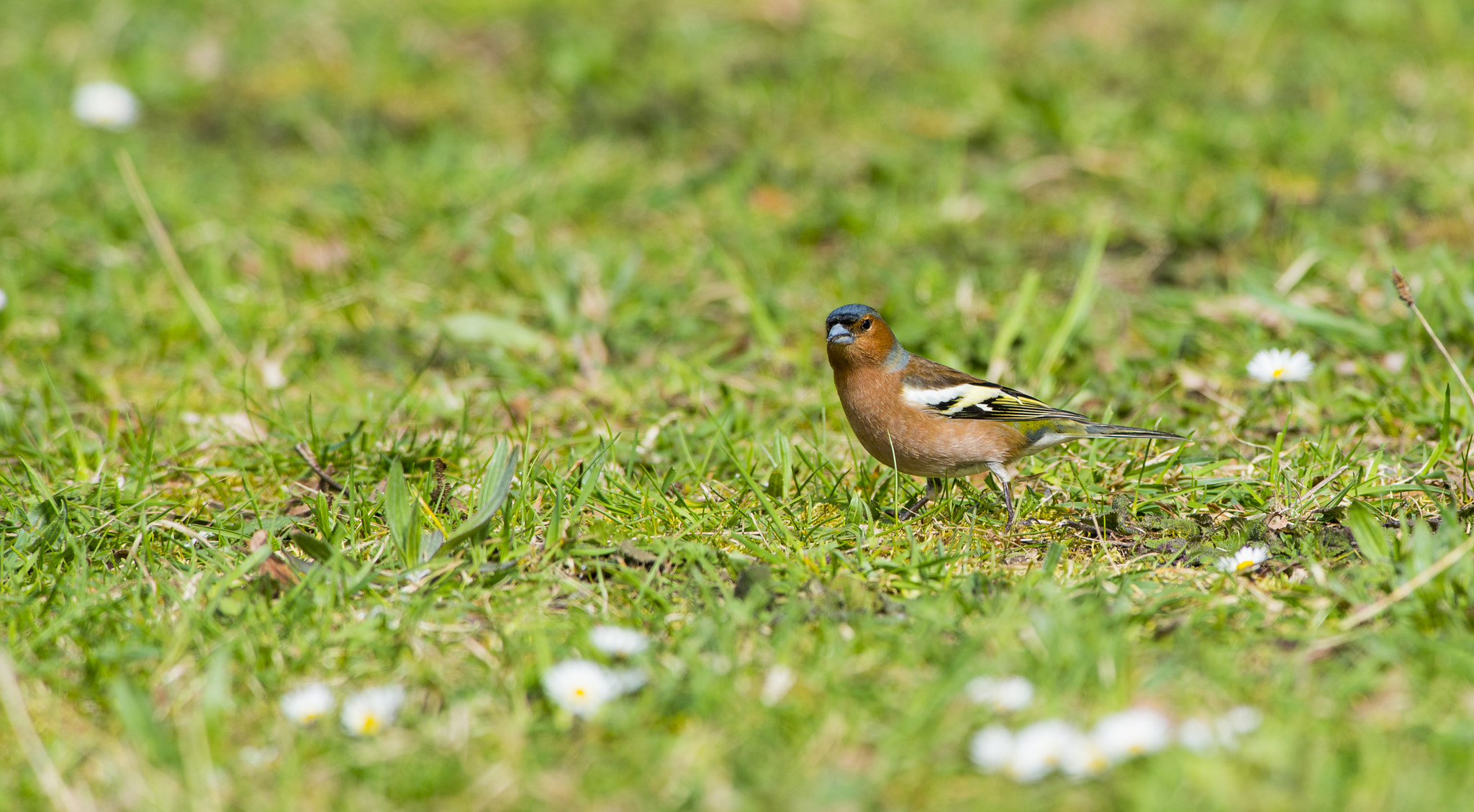 Nikon AF-S Nikkor 300mm F2.8G ED VR II sample photo. Vögel im park photography