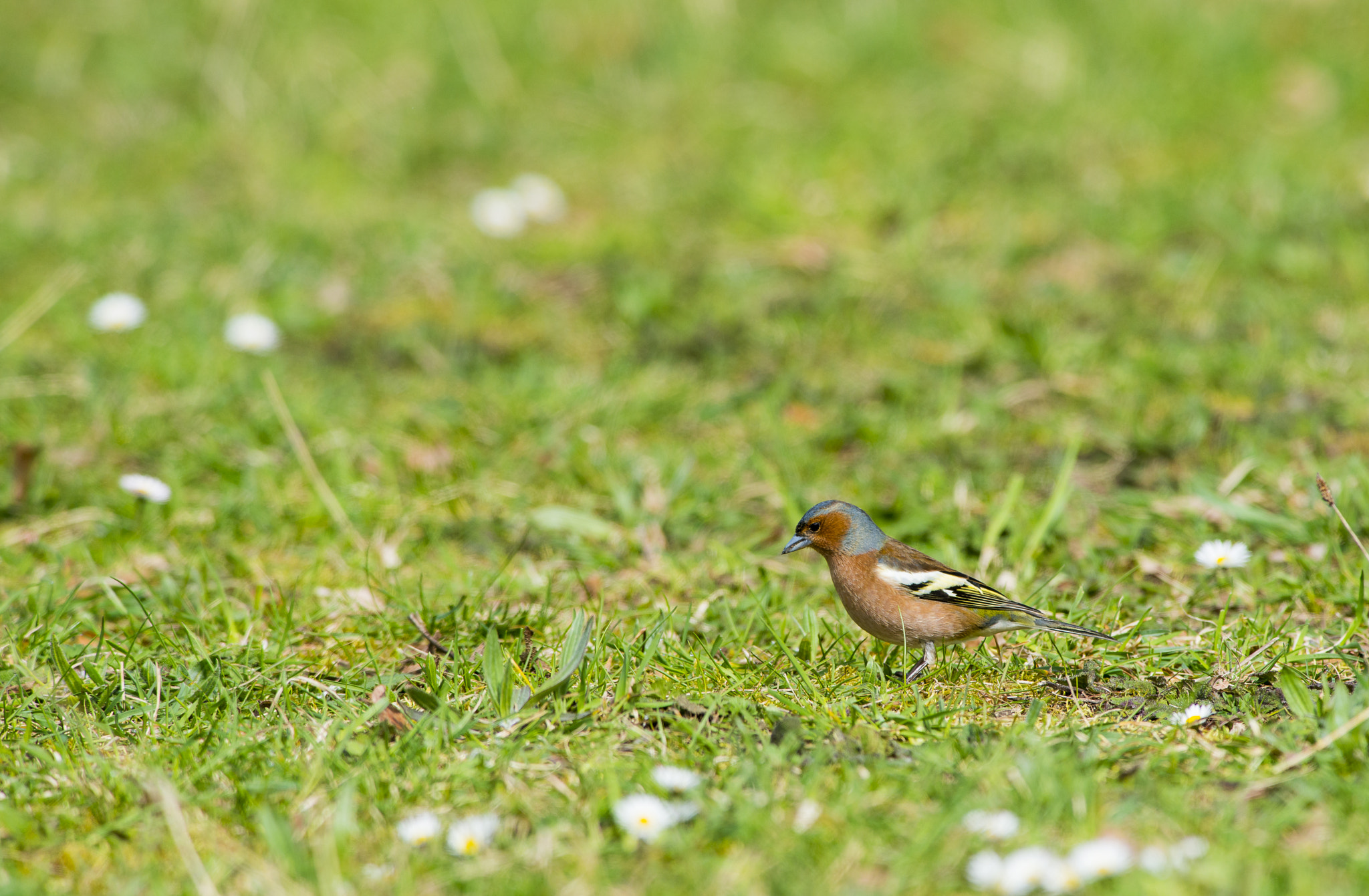Nikon AF-S Nikkor 300mm F2.8G ED VR II sample photo. Vögel im park photography