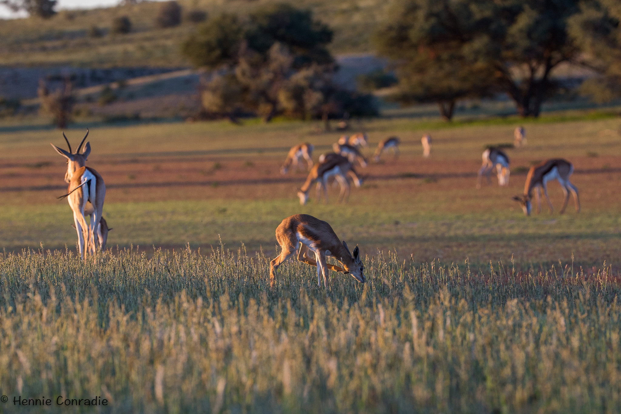 Canon EF 200-400mm F4L IS USM Extender 1.4x sample photo. Dusk photography