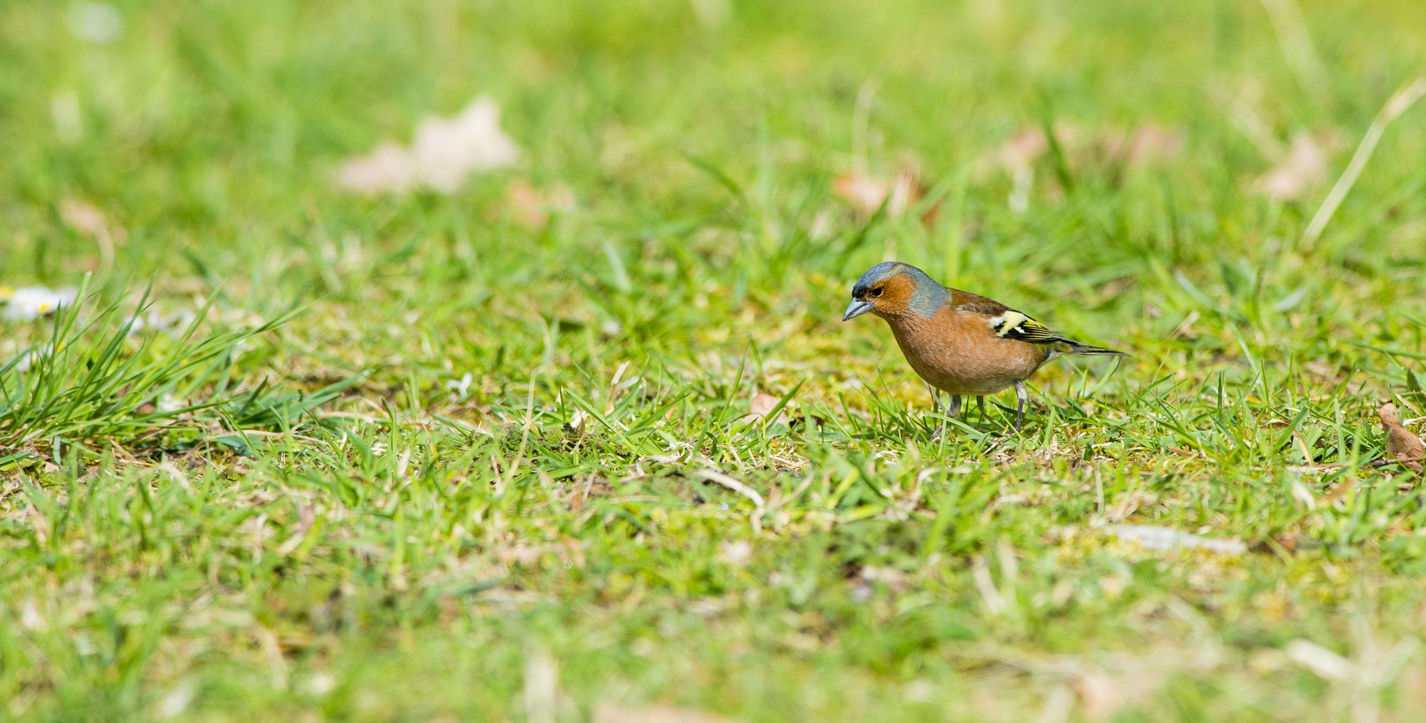 Nikon AF-S Nikkor 300mm F2.8G ED VR II sample photo. Vögel im park photography