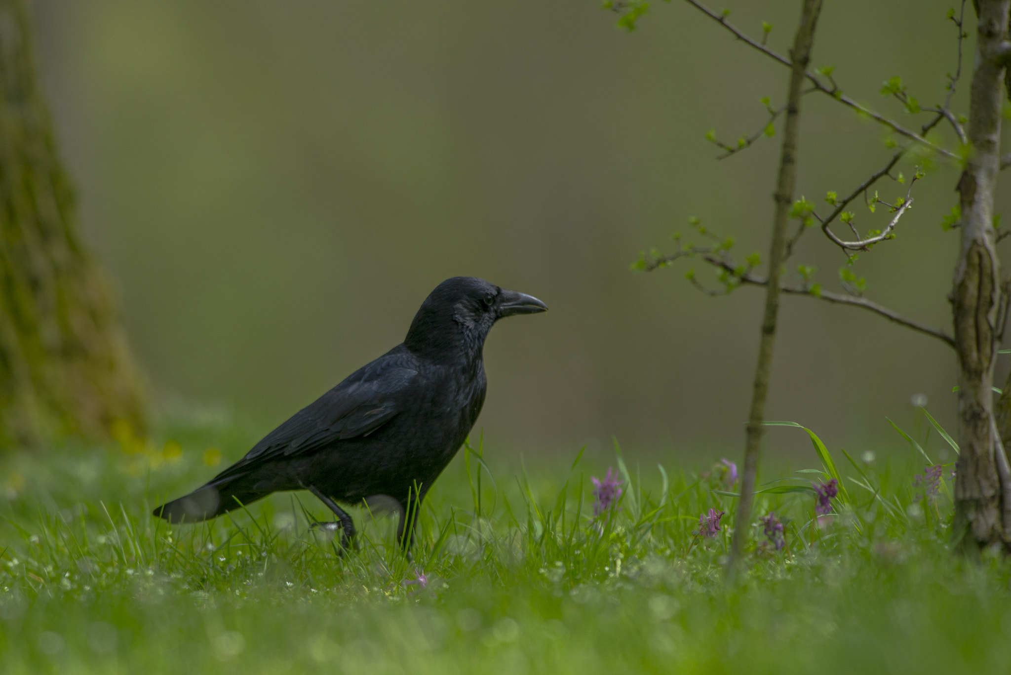 Nikon AF-S Nikkor 300mm F2.8G ED VR II sample photo. Vögel im park photography