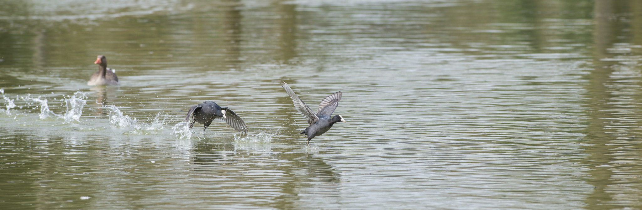 Nikon AF-S Nikkor 300mm F2.8G ED VR II sample photo. Vögel im park photography