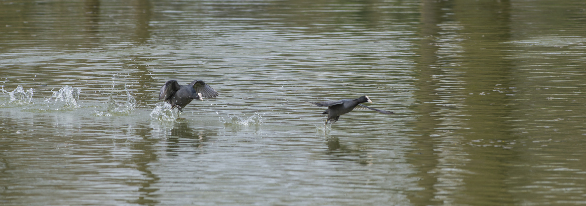 Nikon AF-S Nikkor 300mm F2.8G ED VR II sample photo. Vögel im park photography