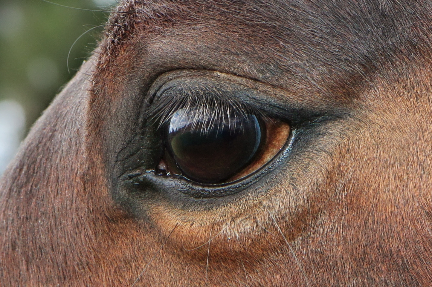Canon EF-S 17-55mm F2.8 IS USM sample photo. All this world's treasures lie between your eyes. photography