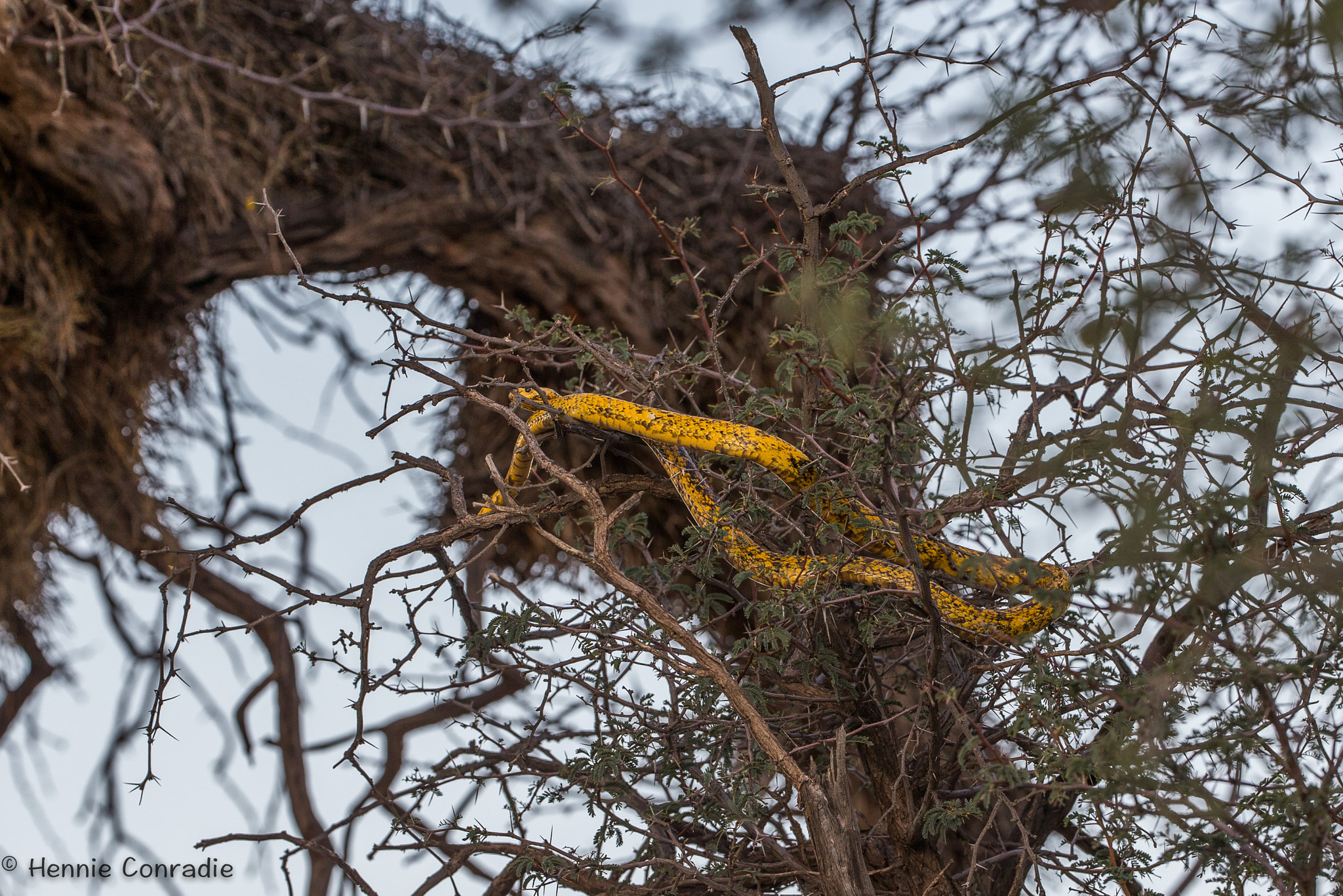 Canon EF 200-400mm F4L IS USM Extender 1.4x sample photo. Time for a snack photography