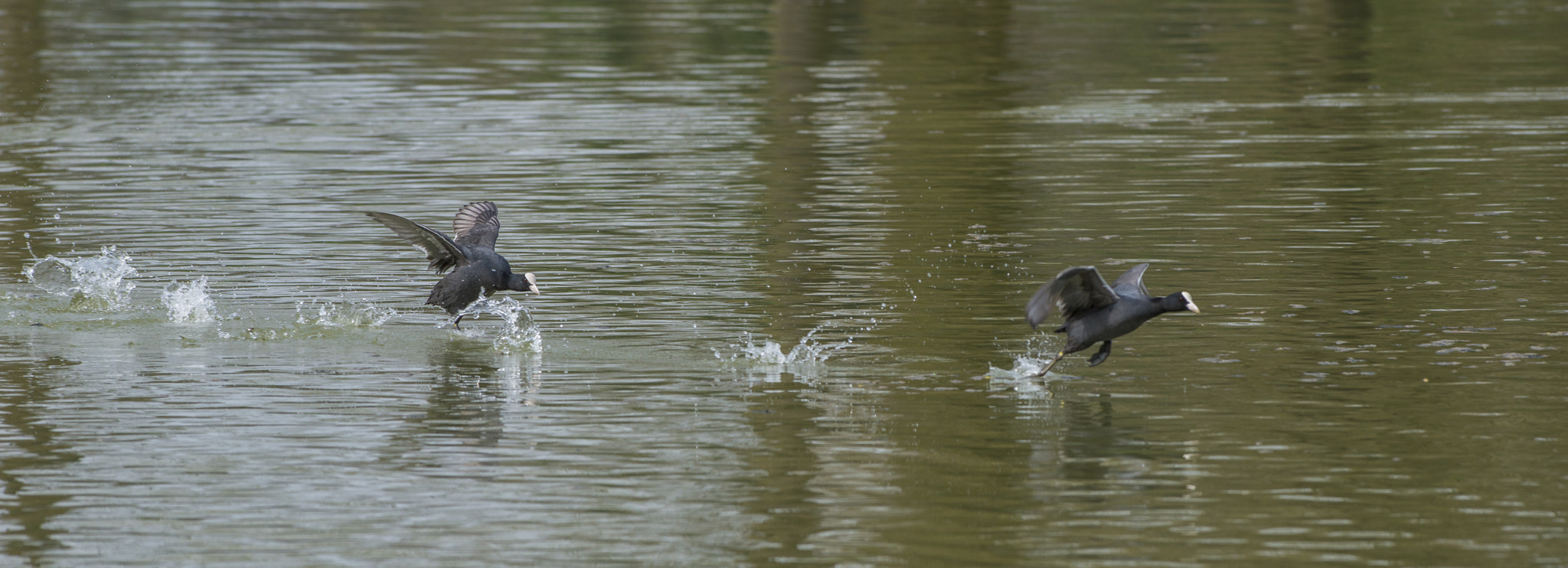Nikon AF-S Nikkor 300mm F2.8G ED VR II sample photo. Vögel im park photography