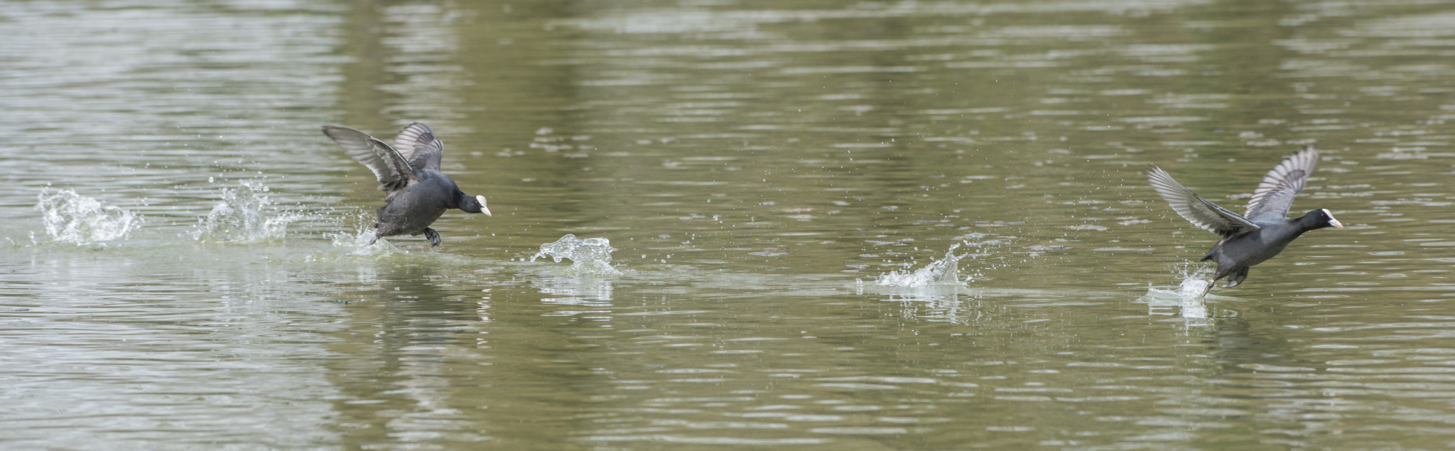 Nikon AF-S Nikkor 300mm F2.8G ED VR II sample photo. Vögel im park photography