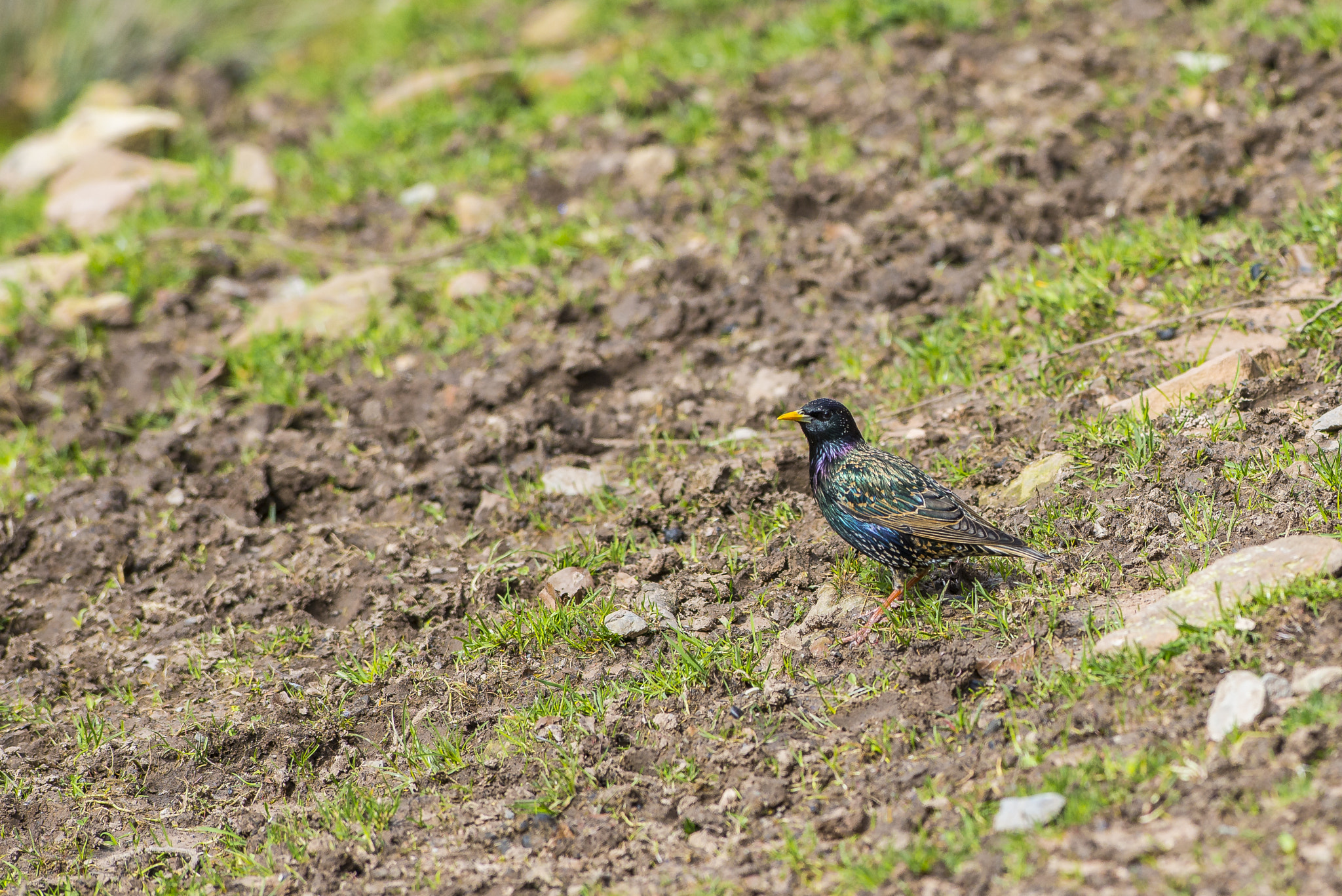 Nikon AF-S Nikkor 300mm F2.8G ED VR II sample photo. Vögel im park photography