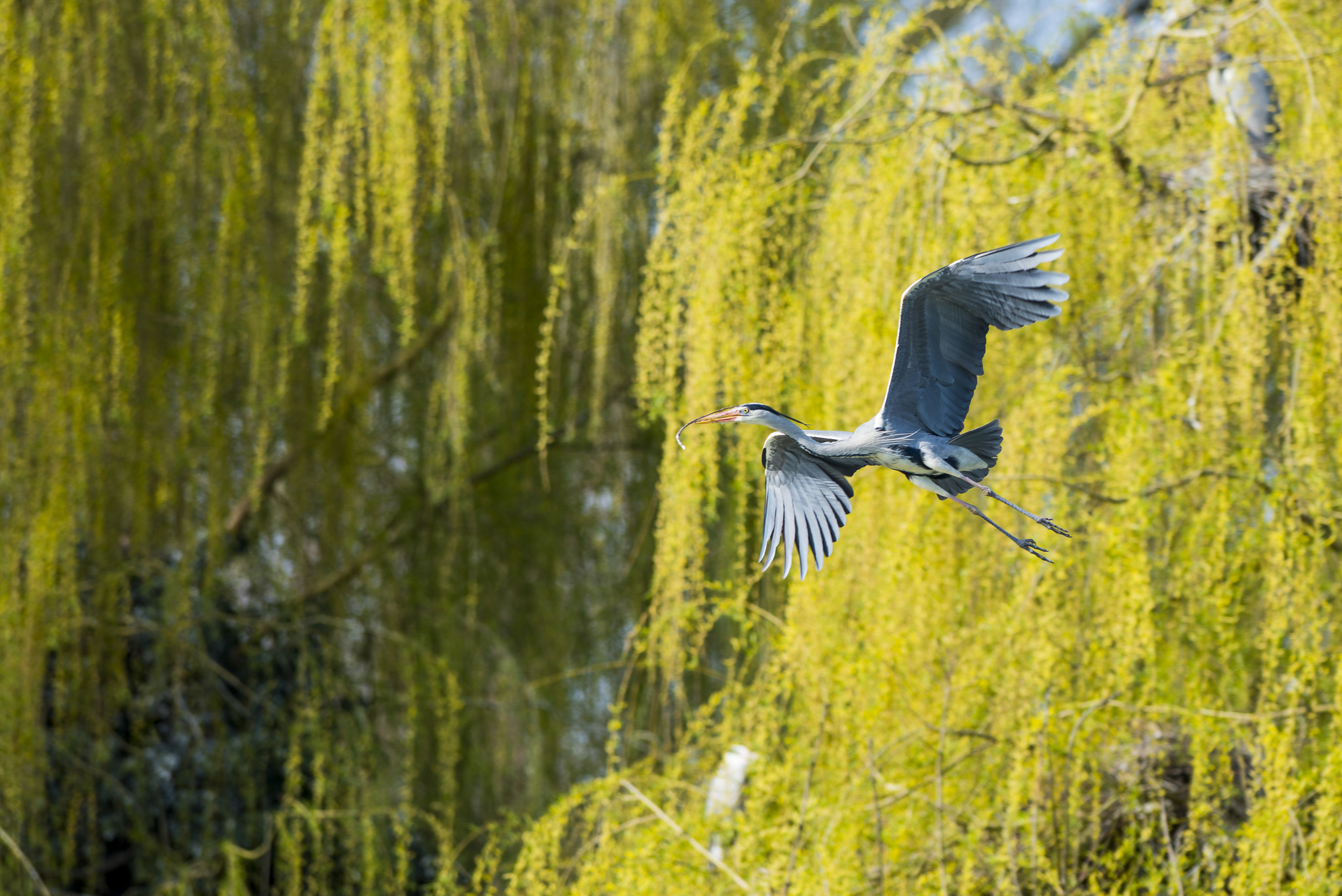 Nikon AF-S Nikkor 300mm F2.8G ED VR II sample photo. Vögel im park photography